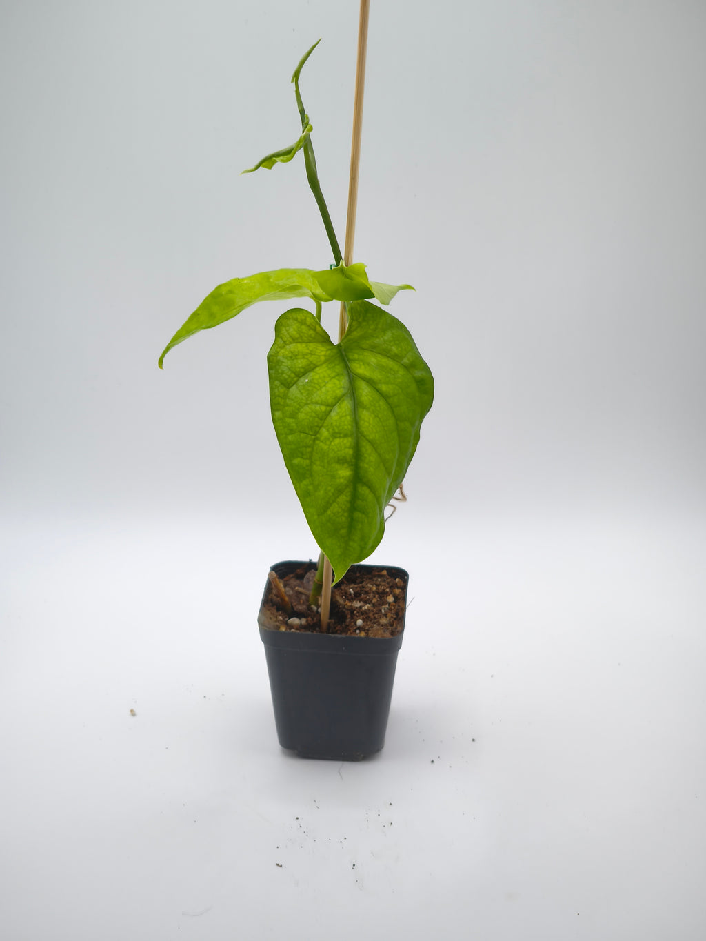 Monstera Membraceana Madison