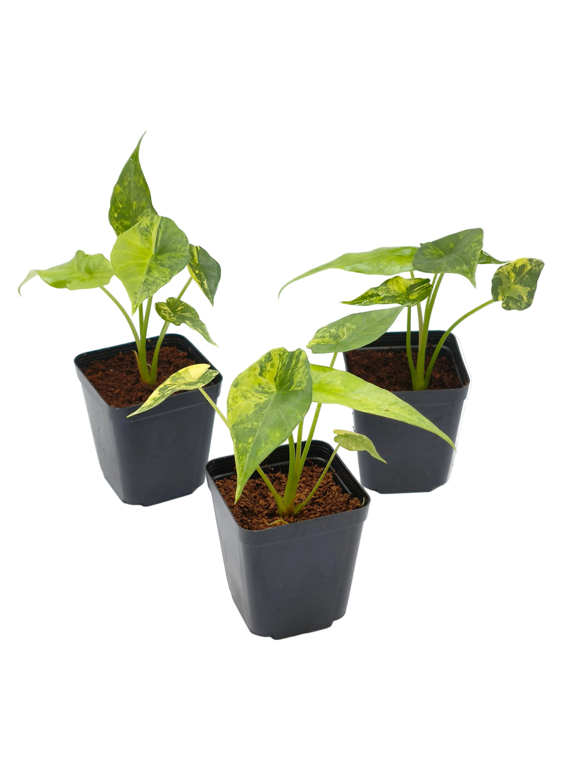 Alocasia Simpo Aurea Variegata