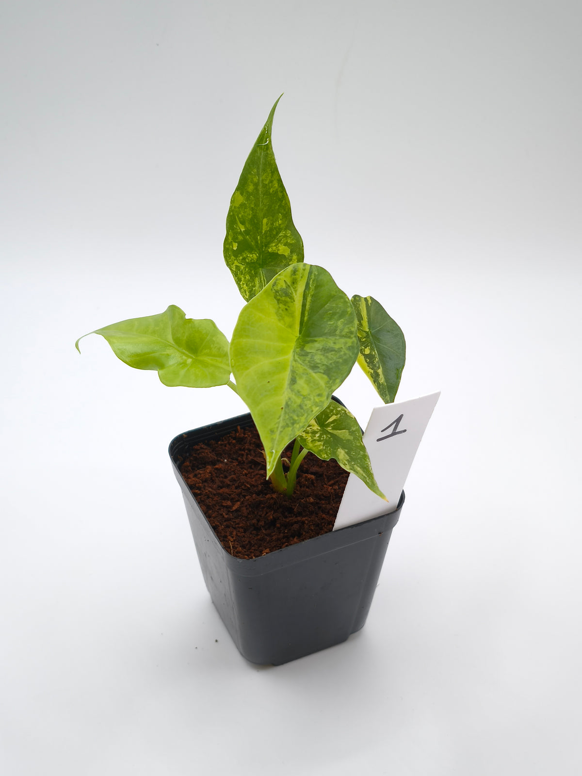 Alocasia Simpo Aurea Variegata