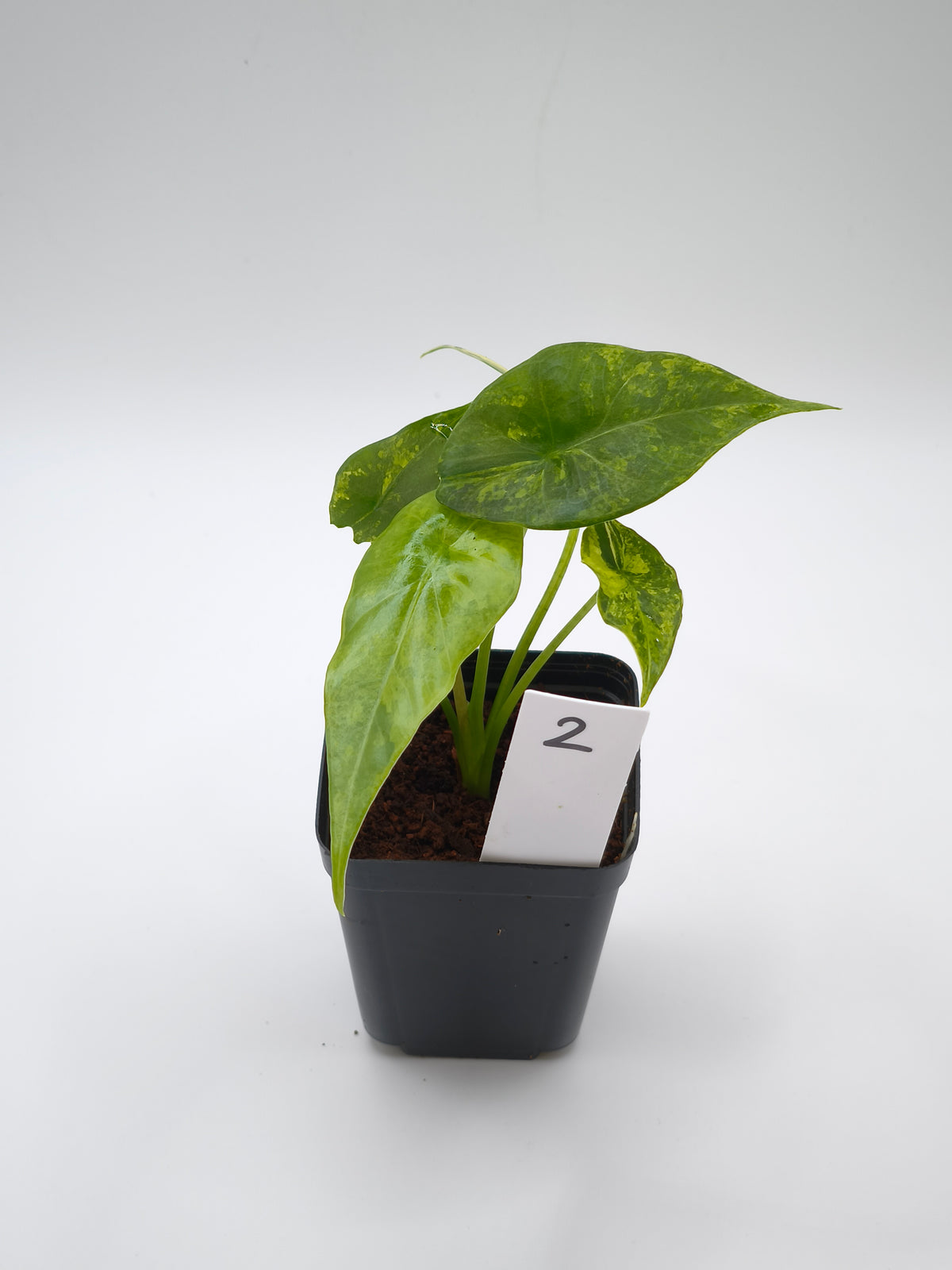 Alocasia Simpo Aurea Variegata
