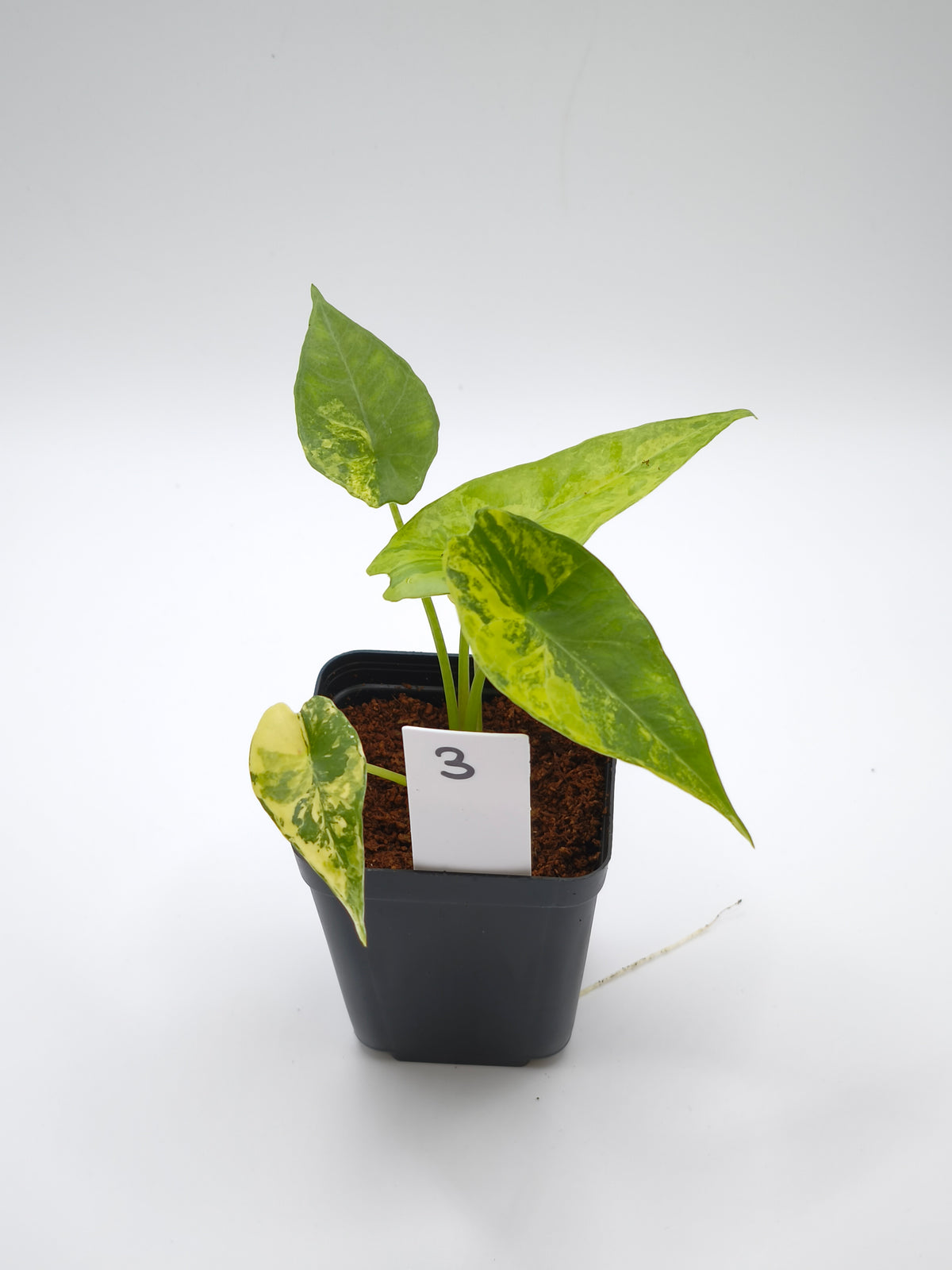Alocasia Simpo Aurea Variegata