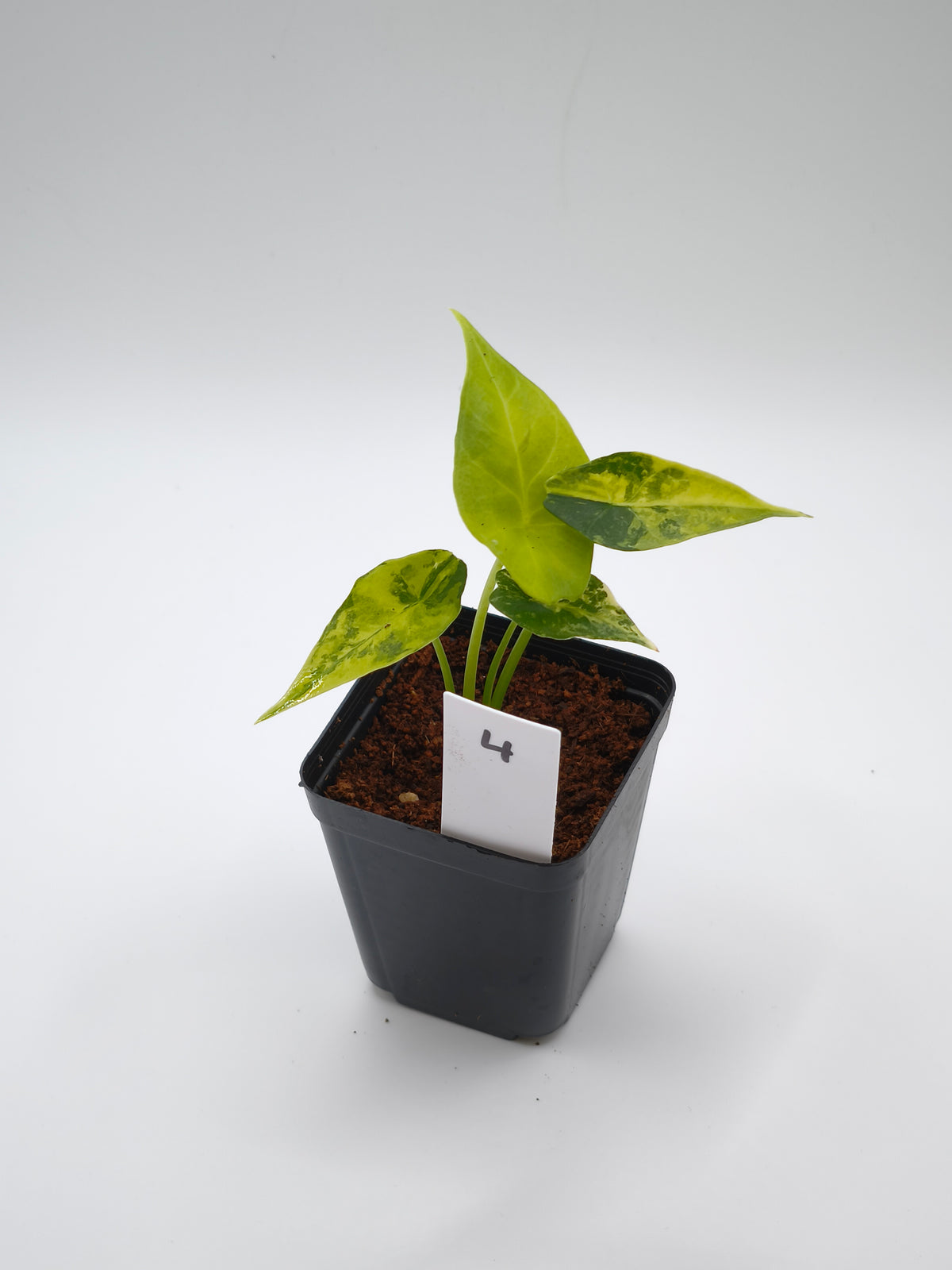 Alocasia Simpo Aurea Variegata