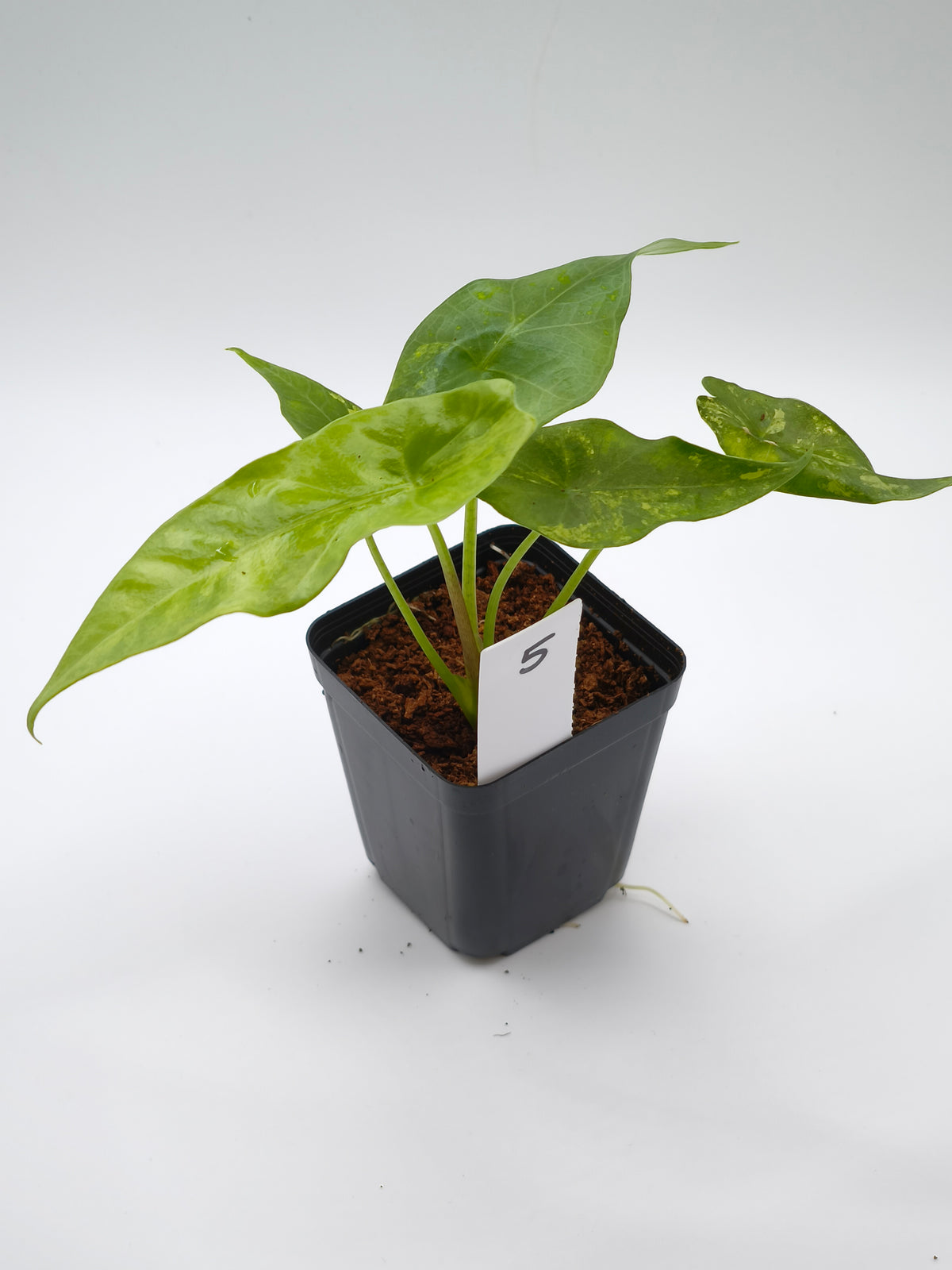 Alocasia Simpo Aurea Variegata