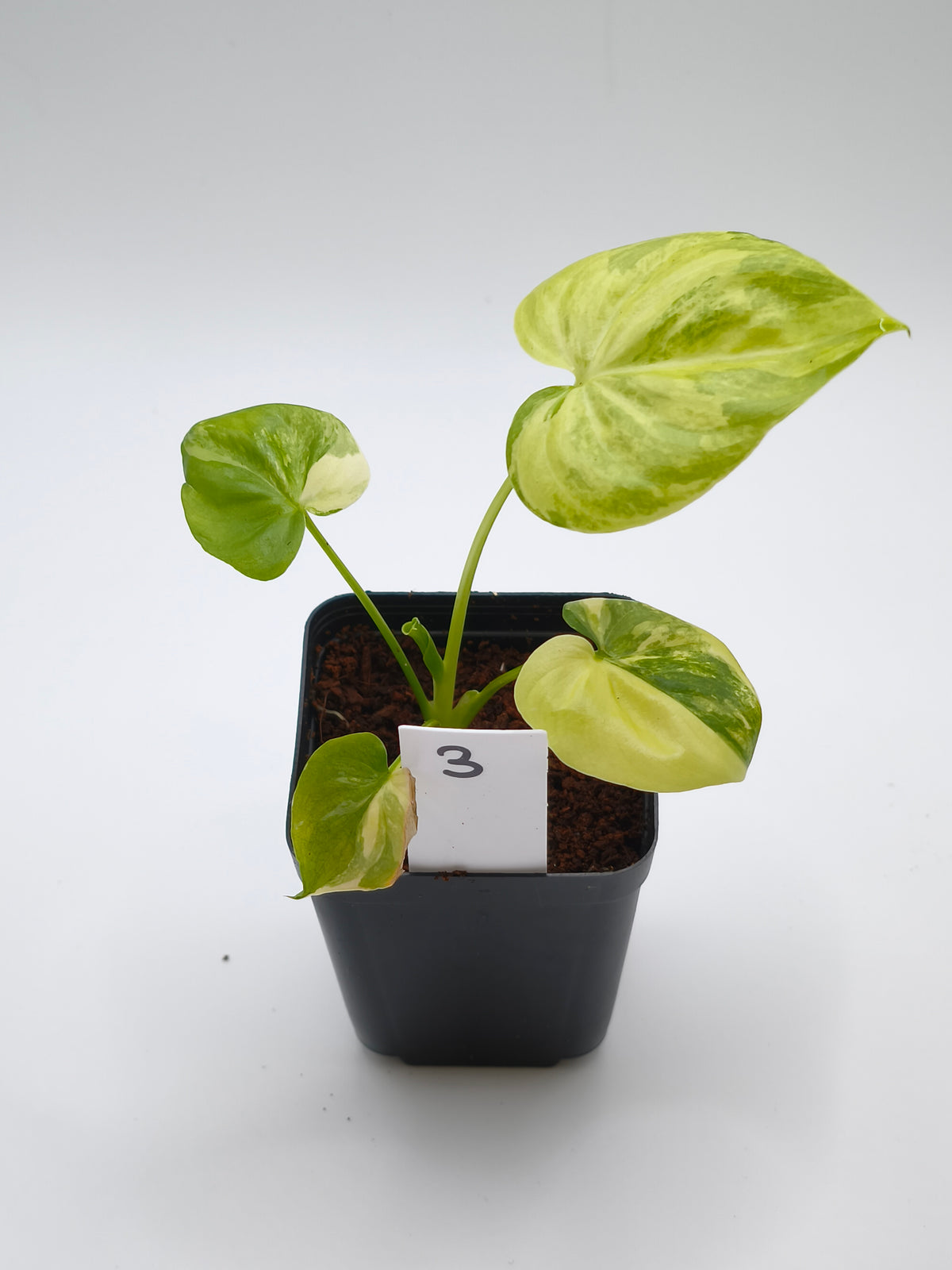 Philodendron Angela - Thaumatophyllum 'African Fantasy' Variegata