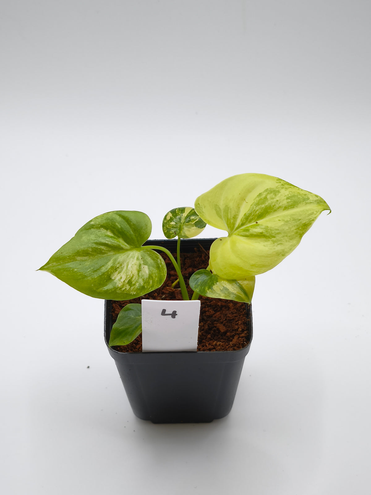 Philodendron Angela - Thaumatophyllum 'African Fantasy' Variegata