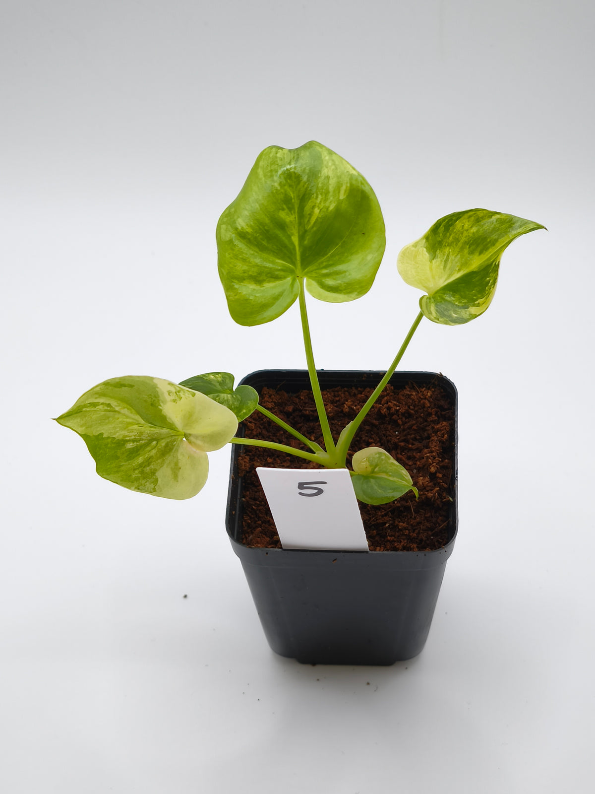 Philodendron Angela - Thaumatophyllum 'African Fantasy' Variegata