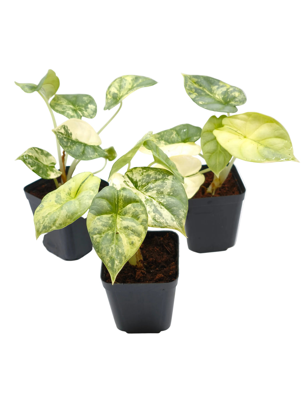 Alocasia Silver Dragon Aurea Variegata