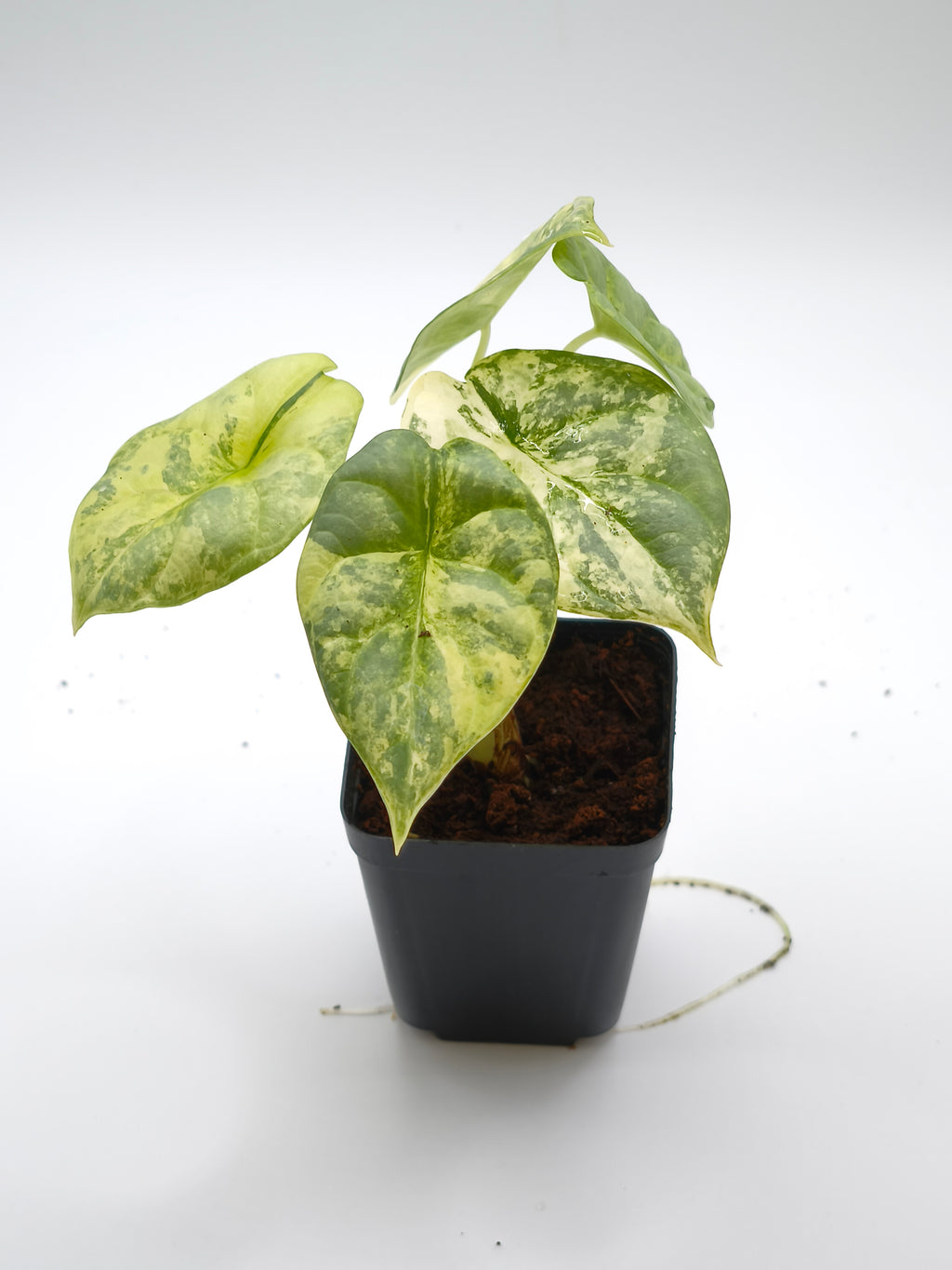 Alocasia Silver Dragon Aurea Variegata
