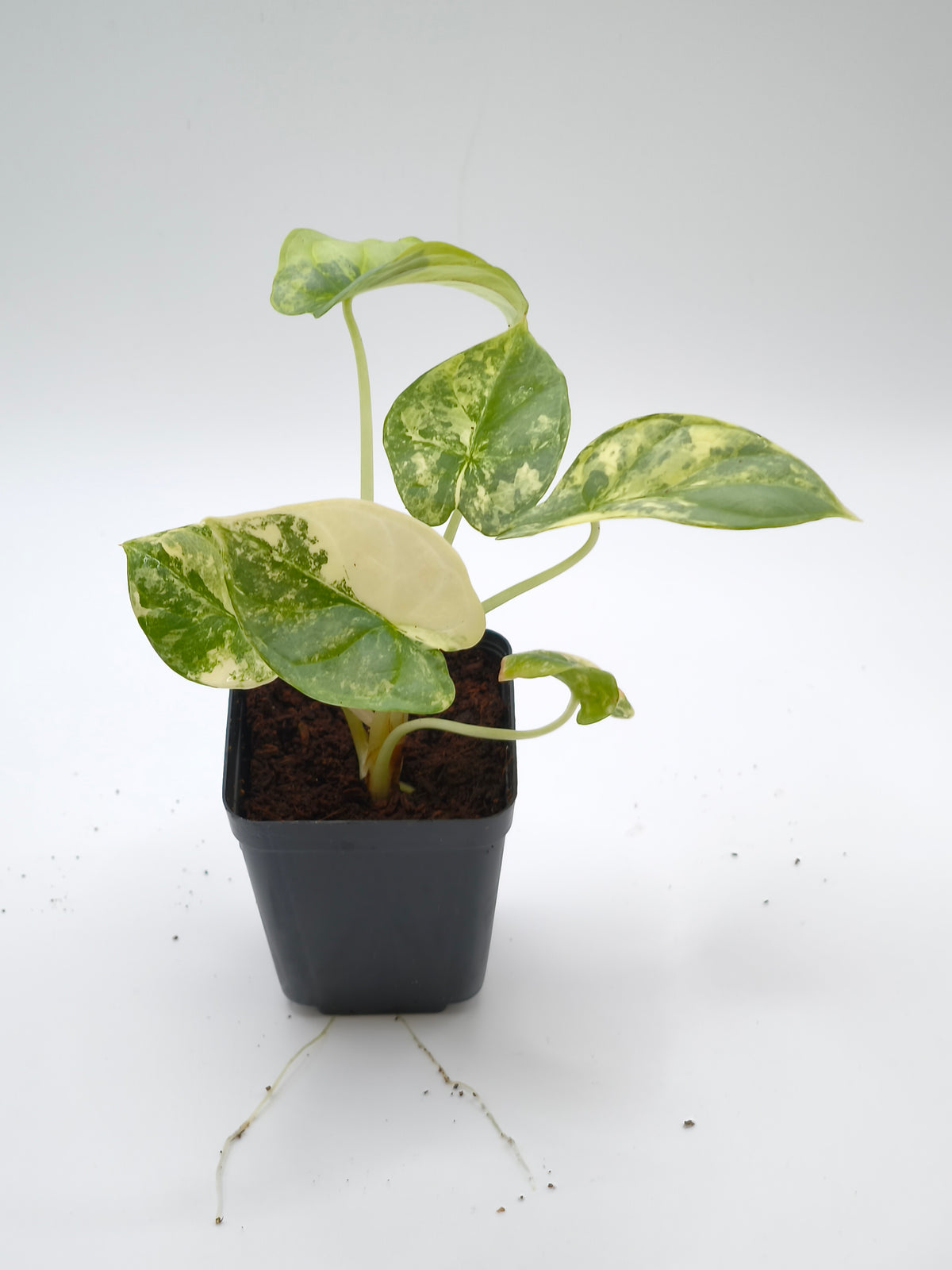 Alocasia Silver Dragon Aurea Variegata