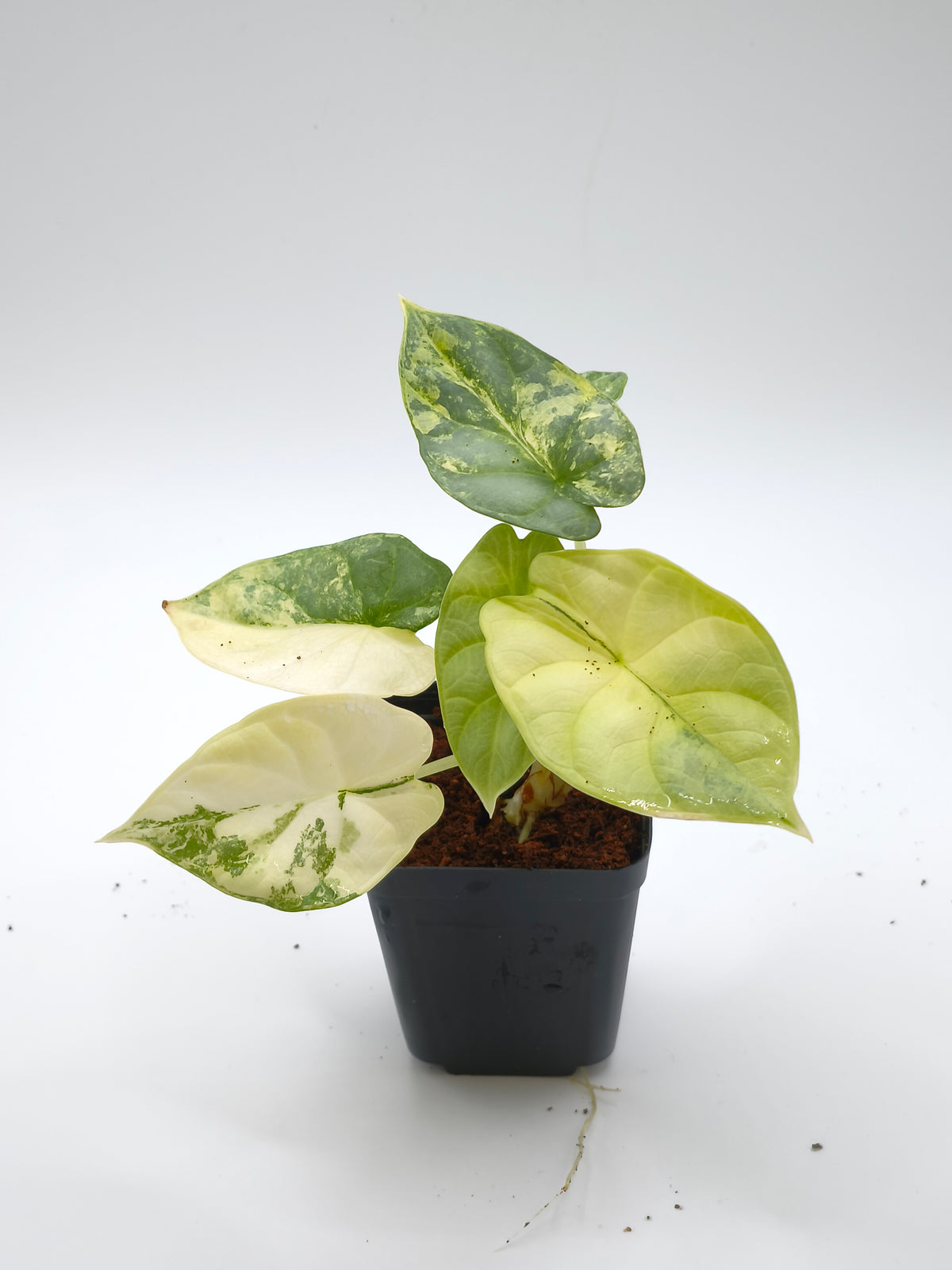 Alocasia Silver Dragon Aurea Variegata
