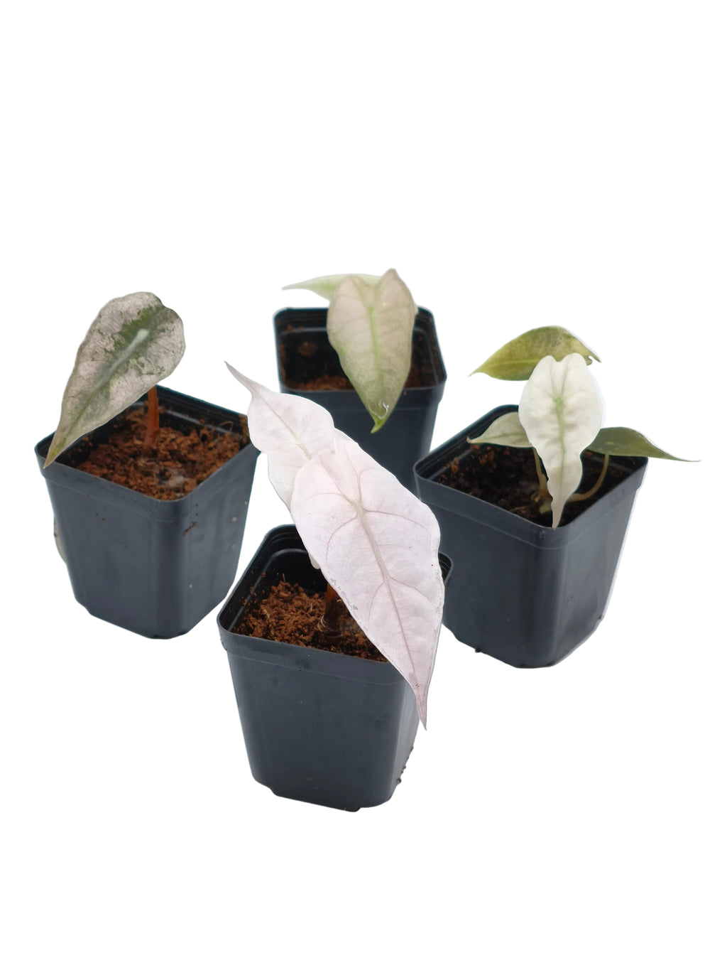Alocasia Pink Polly Ghost