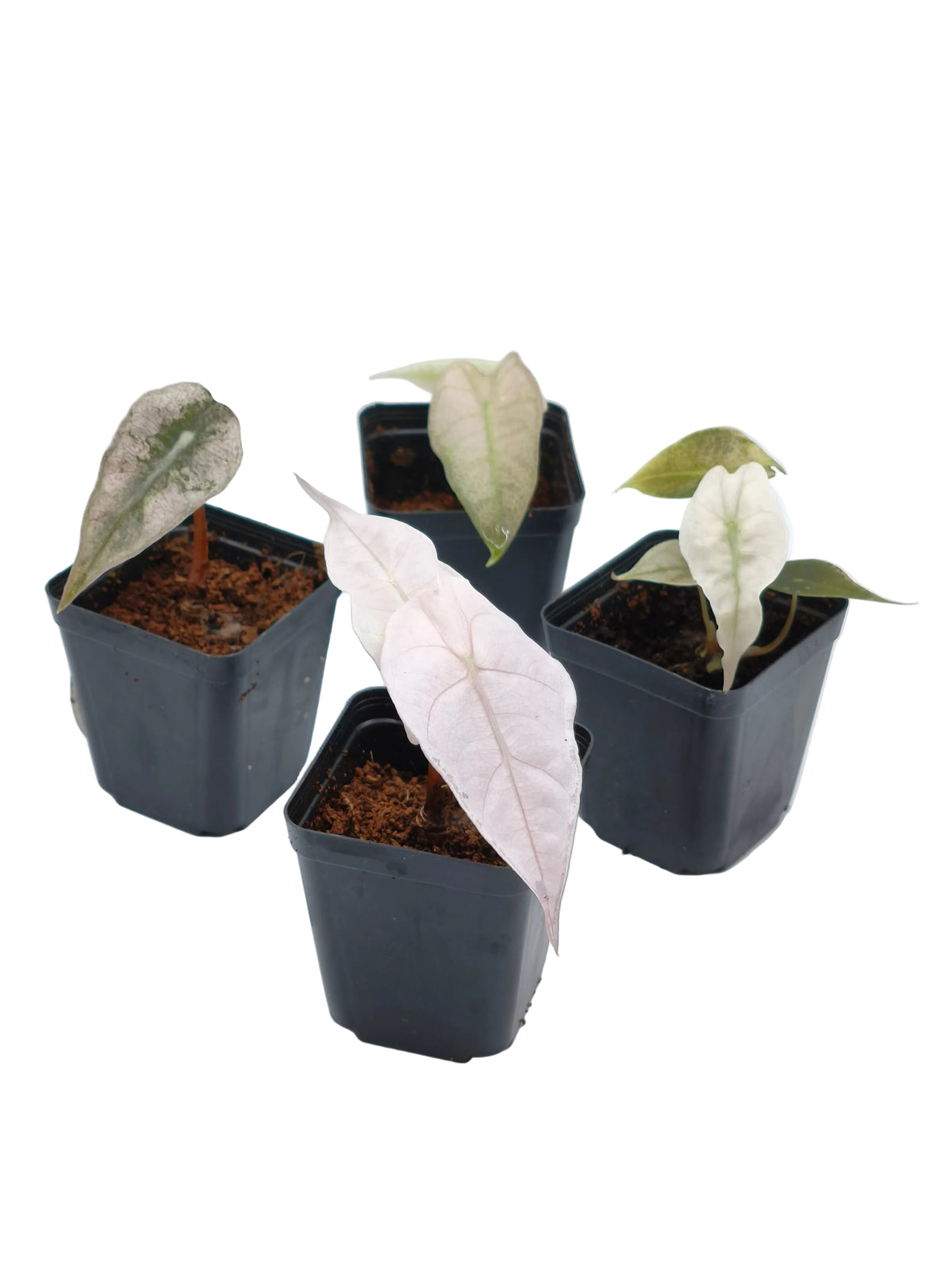 Alocasia Pink Polly Ghost