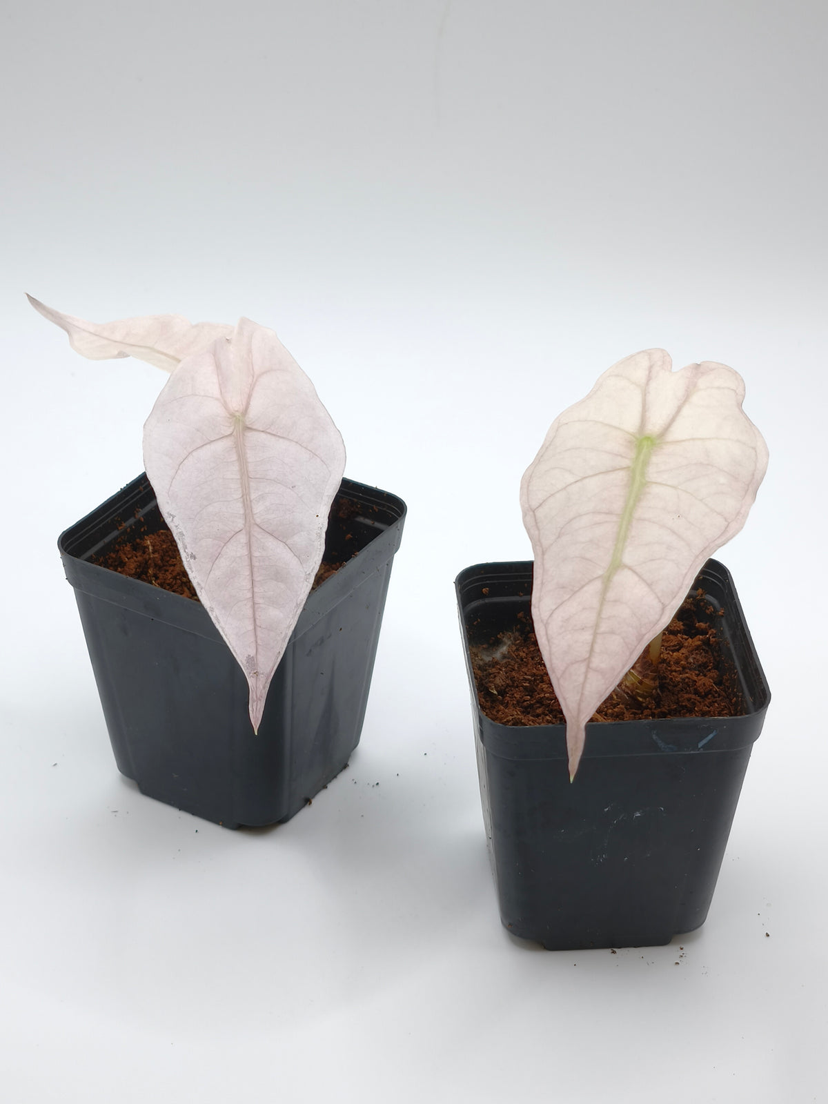 Alocasia Pink Polly Ghost