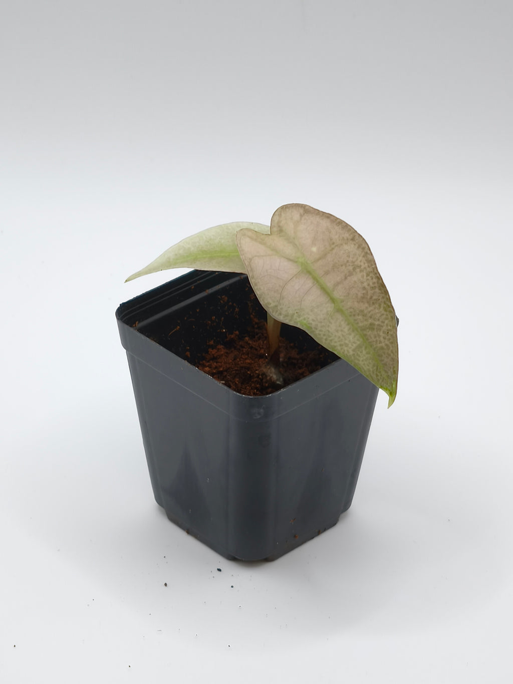 Alocasia Pink Polly Ghost