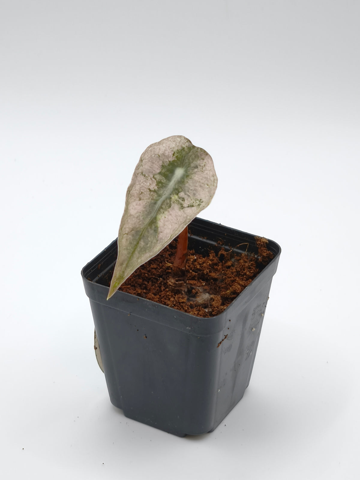 Alocasia Pink Polly Ghost