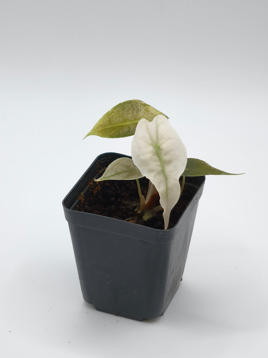 Alocasia Pink Polly Ghost
