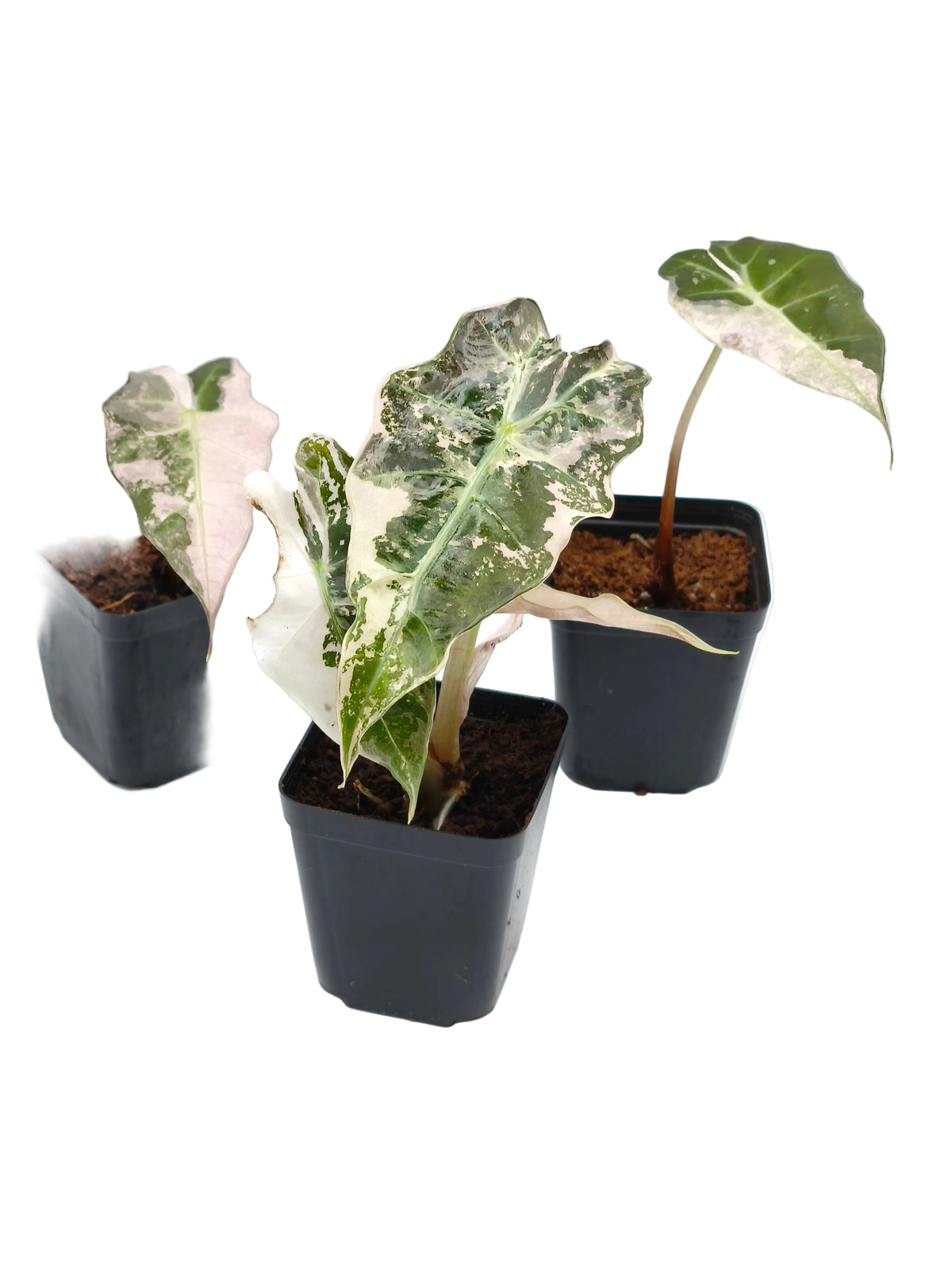Alocasia Polly Pink Snowflake Variegata