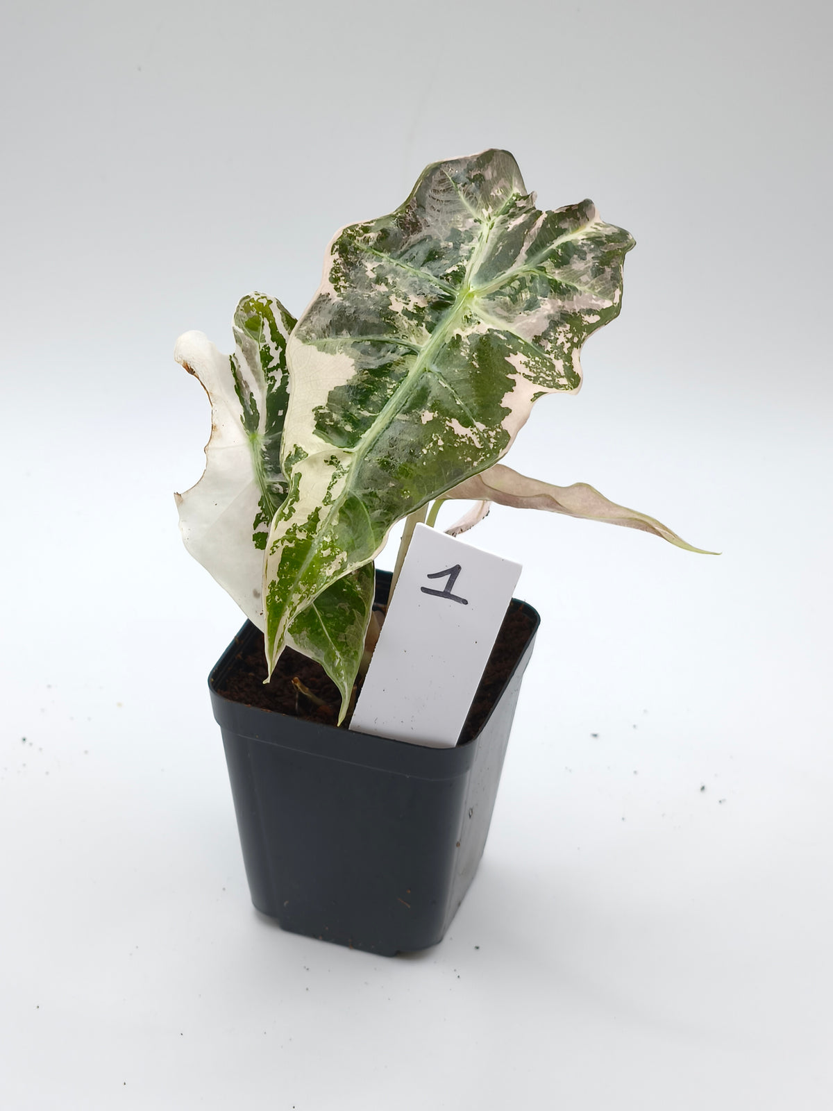 Alocasia Polly Pink Snowflake Variegata