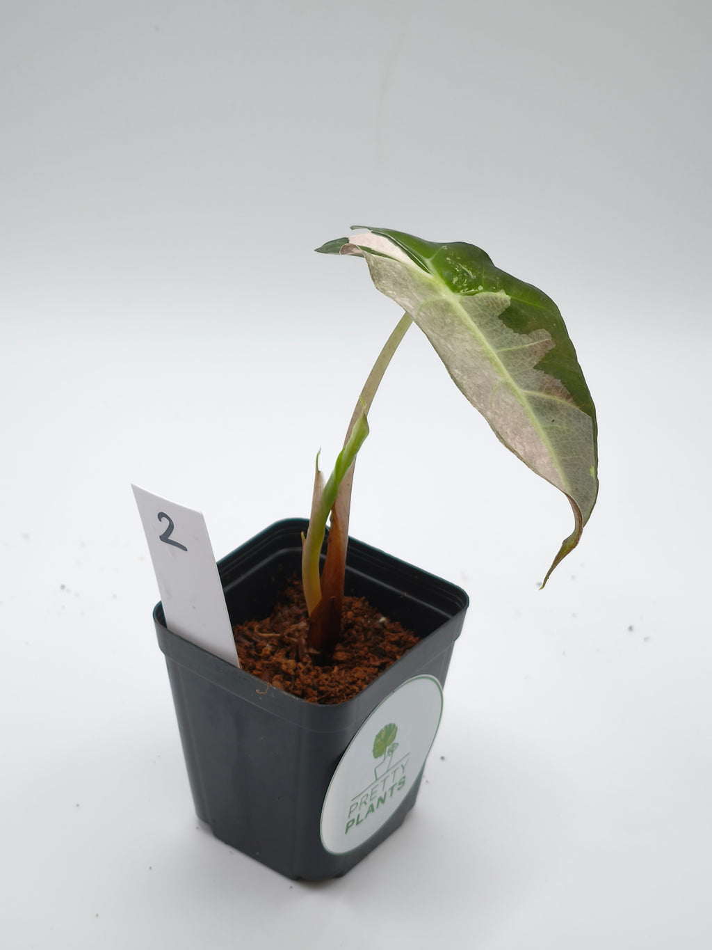 Alocasia Polly Pink Snowflake Variegata