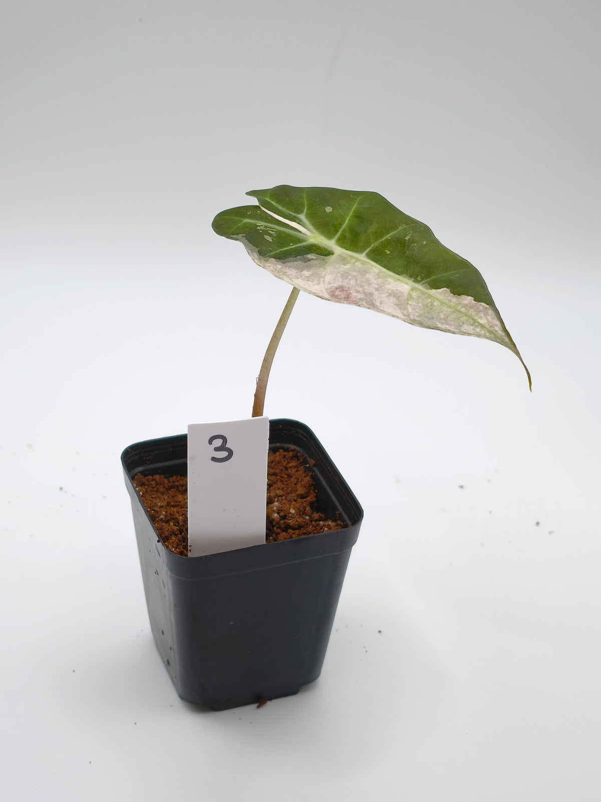Alocasia Polly Pink Snowflake Variegata
