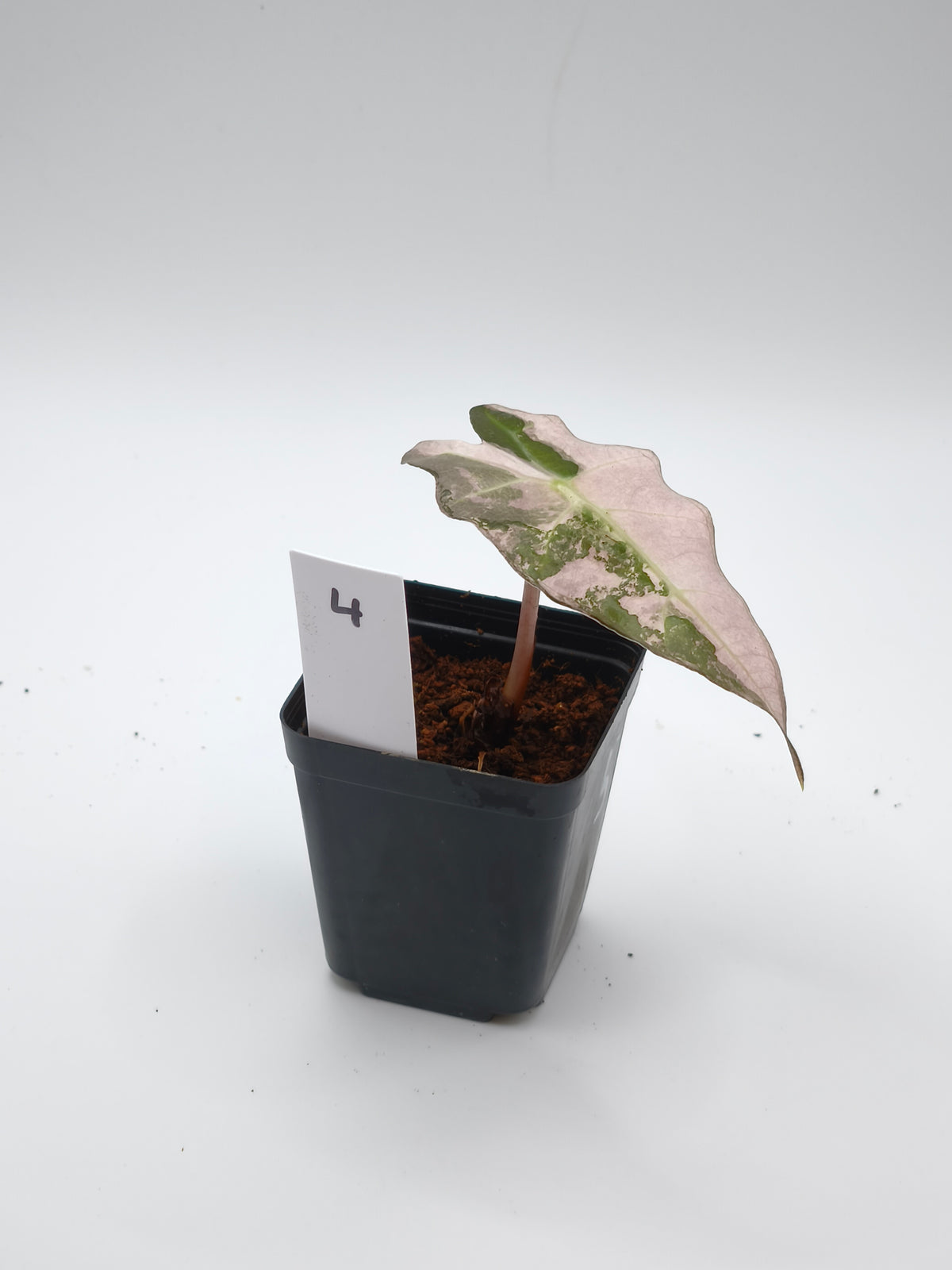 Alocasia Polly Pink Snowflake Variegata