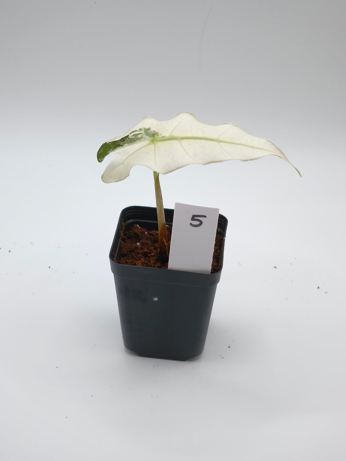 Alocasia Polly Pink Snowflake Variegata
