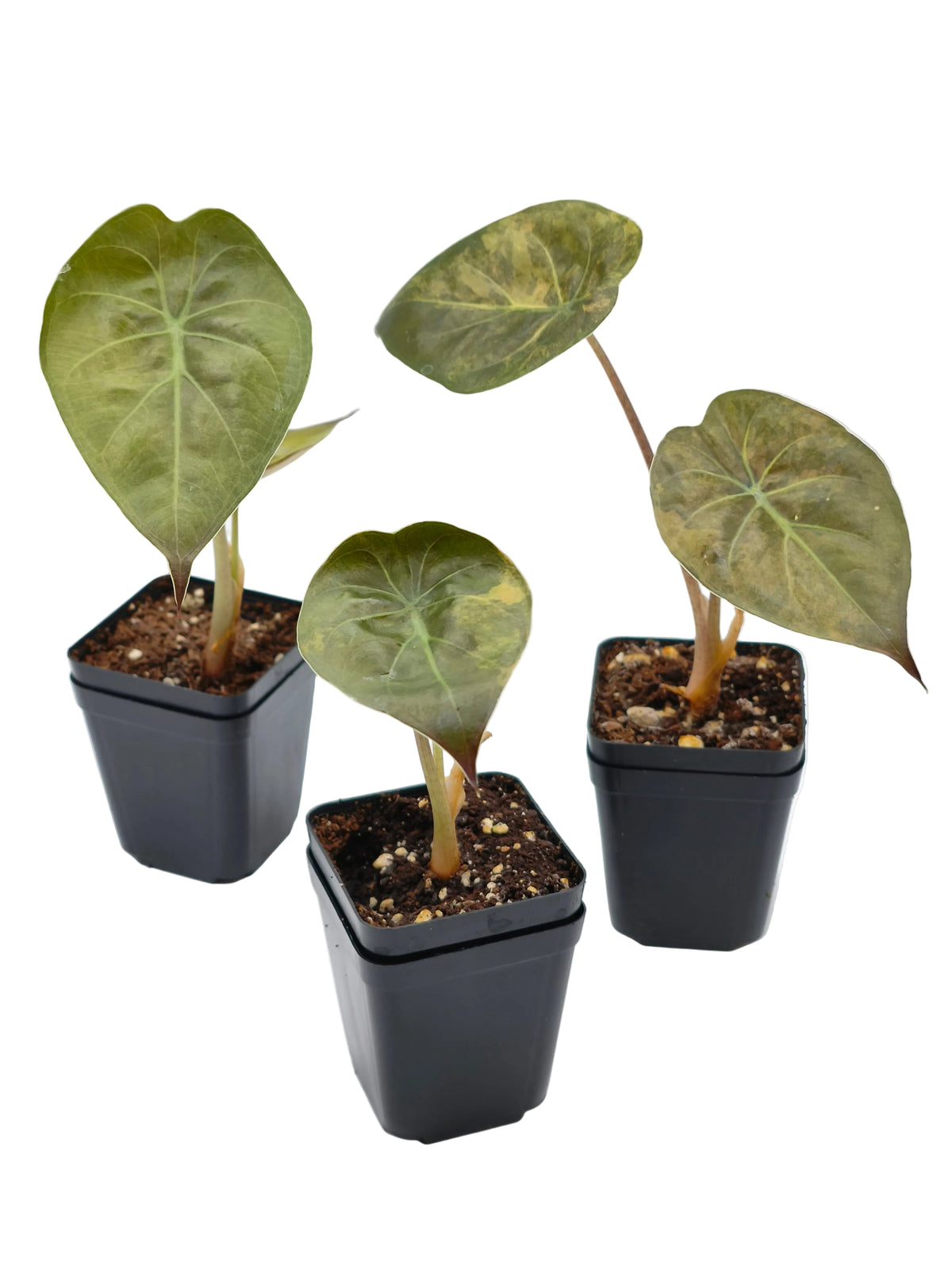 Alocasia Wentii Sunset Aurea Variegata