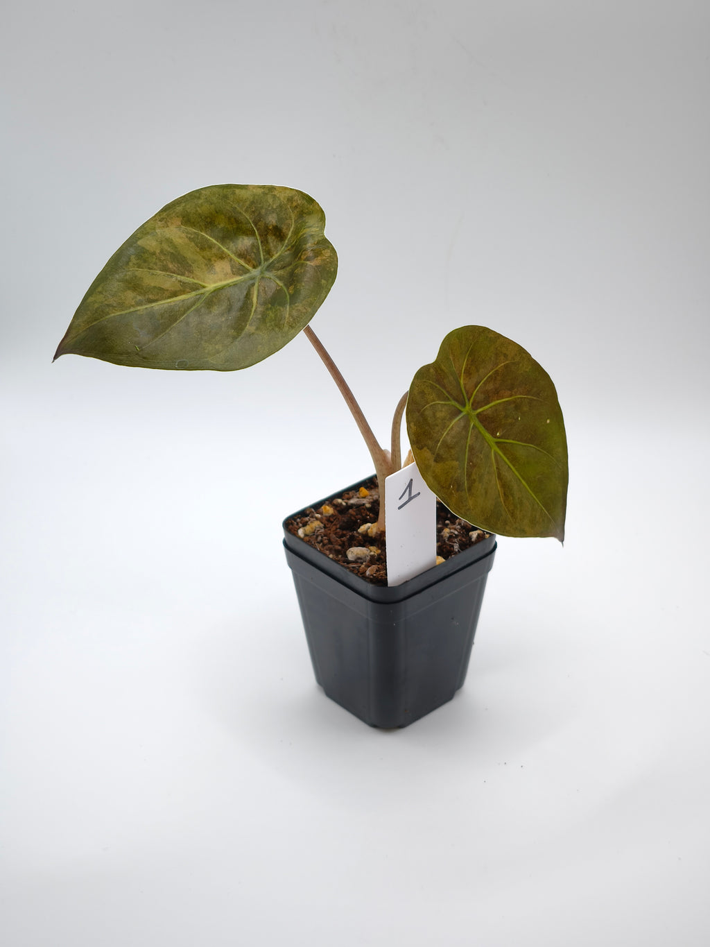 Alocasia Wentii Sunset Aurea Variegata