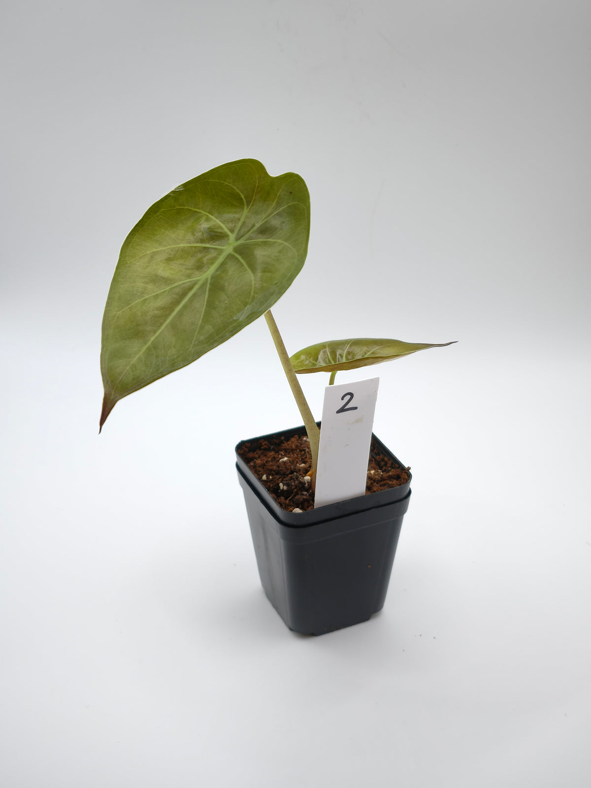 Alocasia Wentii Sunset Aurea Variegata