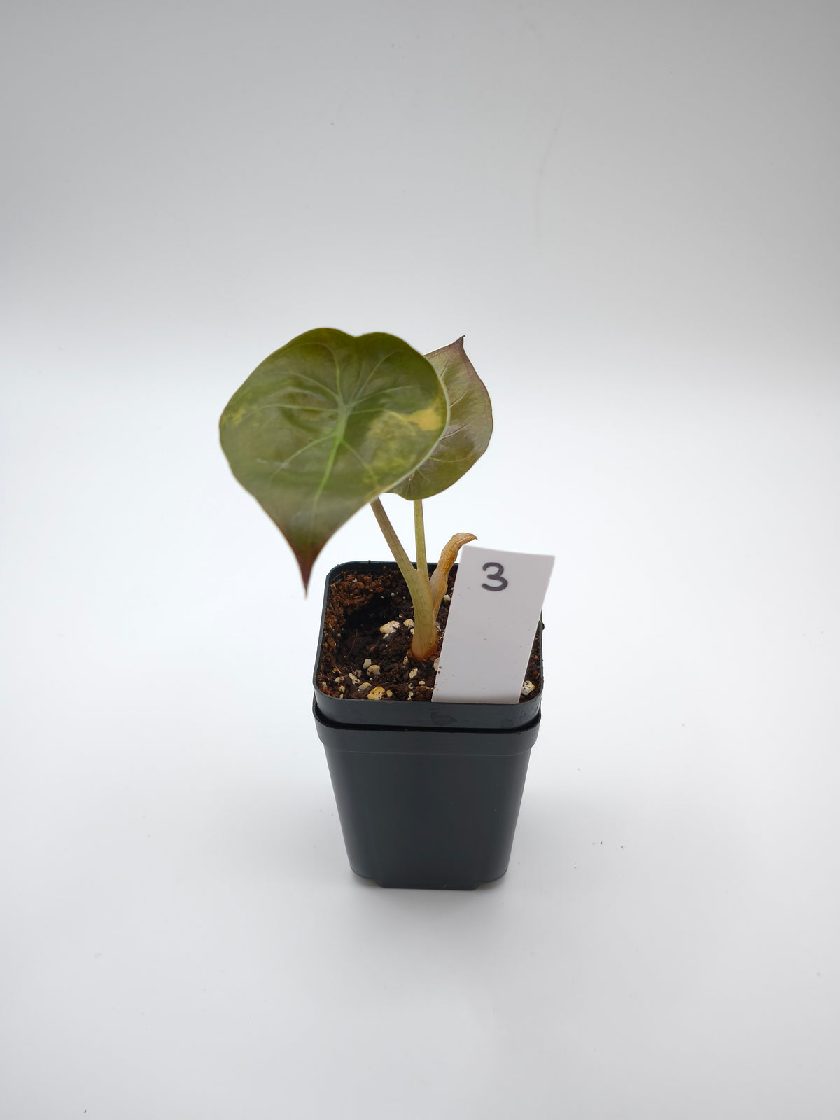 Alocasia Wentii Sunset Aurea Variegata