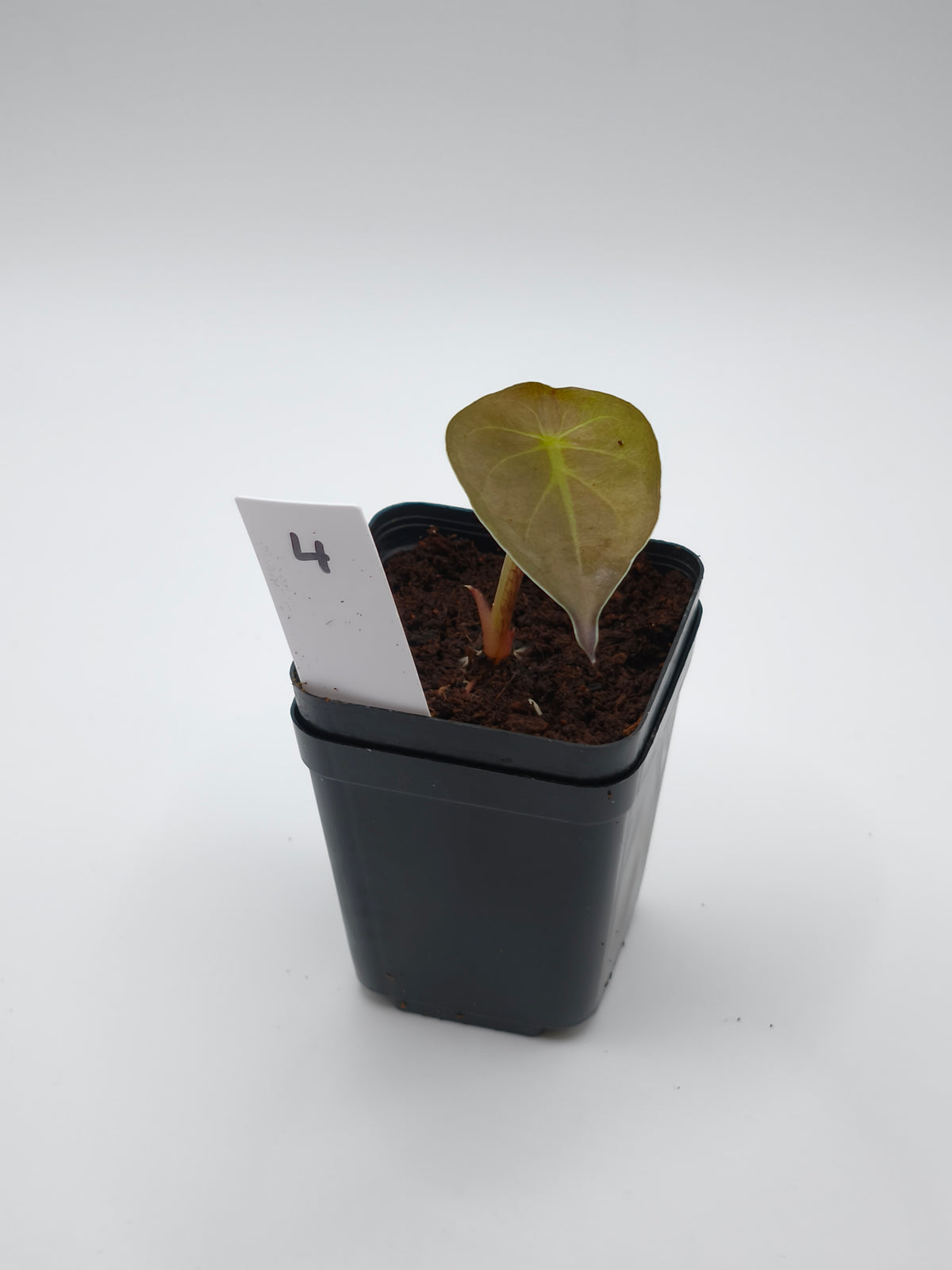 Alocasia Wentii Sunset Aurea Variegata