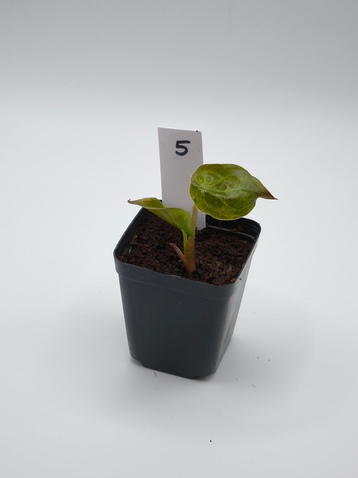 Alocasia Wentii Sunset Aurea Variegata