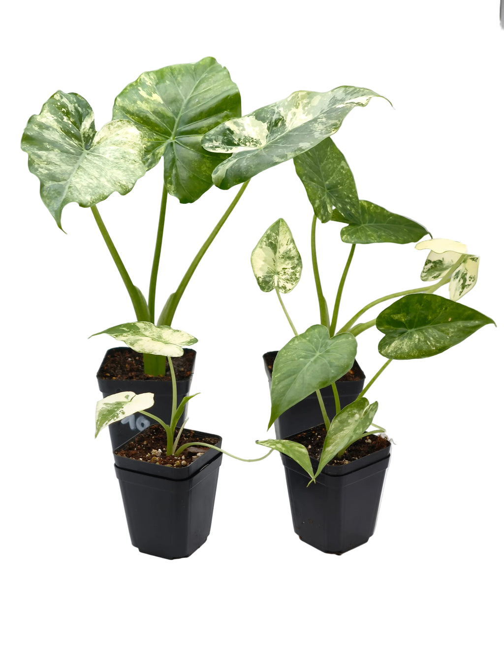 Alocasia Gageana Albo Variegata