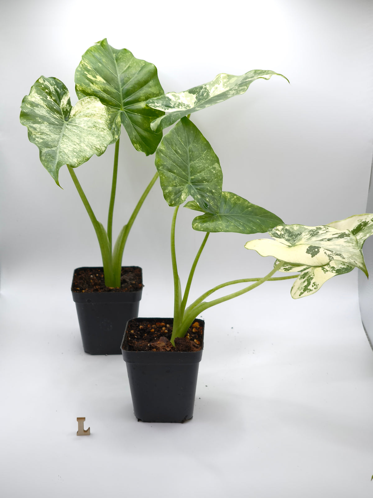 Alocasia Gageana Albo Variegata