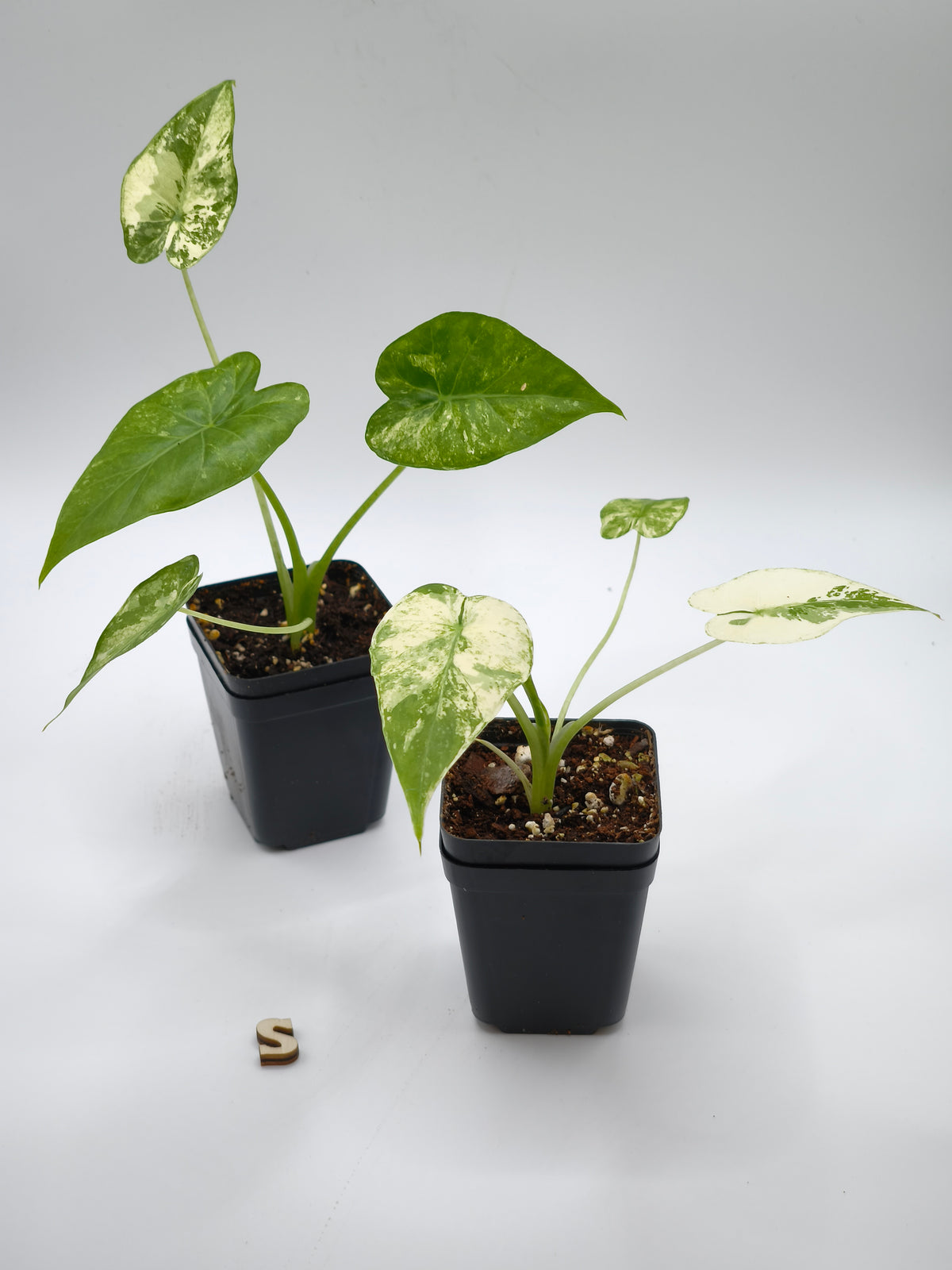 Alocasia Gageana Albo Variegata
