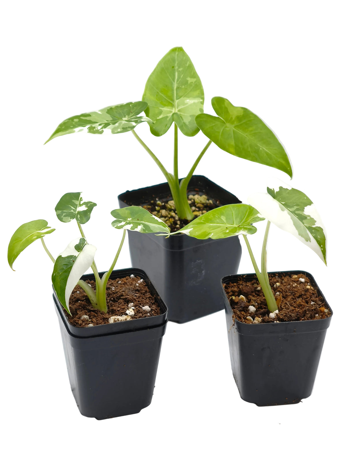 Alocasia Odora Okinawa Silver Variegata