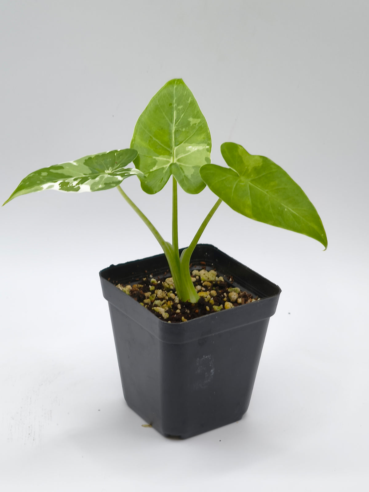 Alocasia Odora Okinawa Silver Variegata