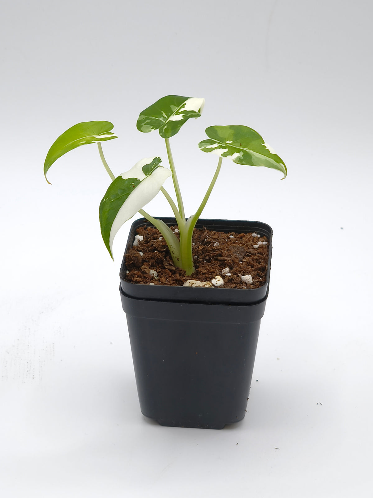 Alocasia Odora Okinawa Silver Variegata