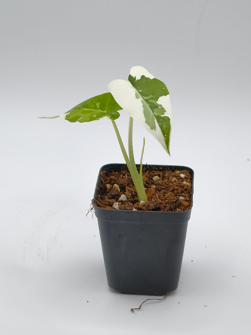 Alocasia Odora Okinawa Silver Variegata