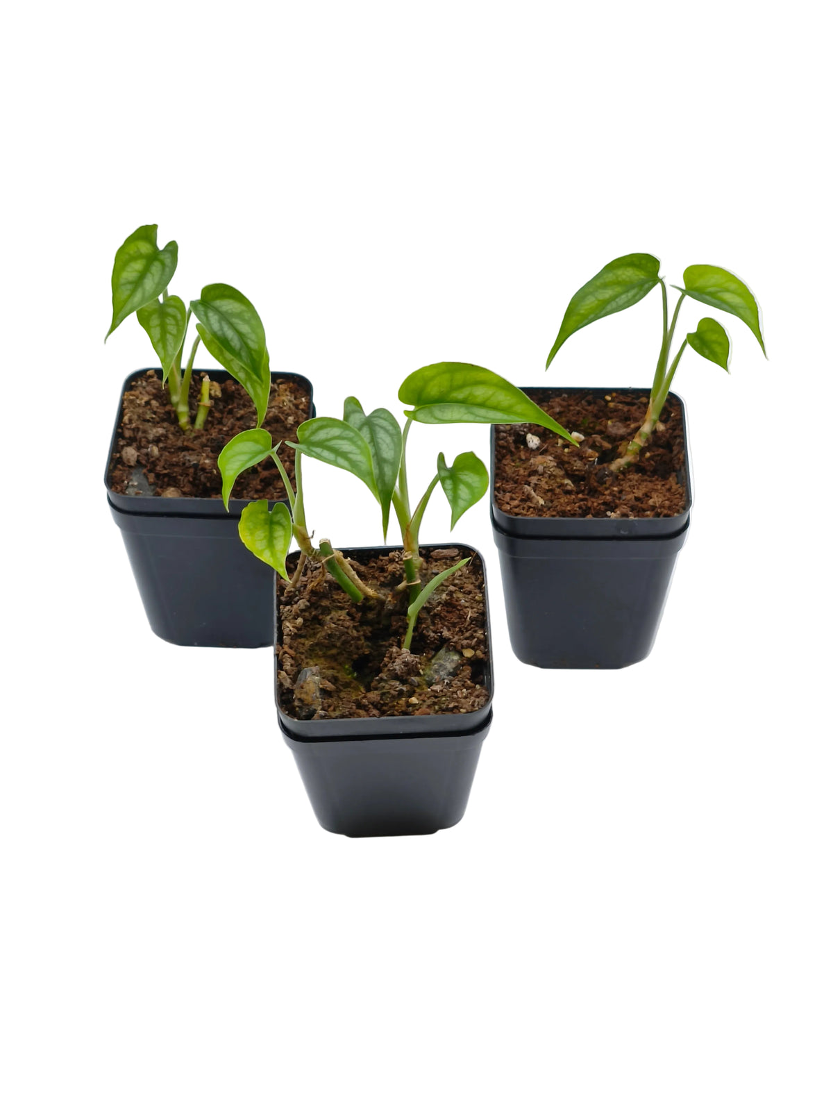 Monstera Siltepecana