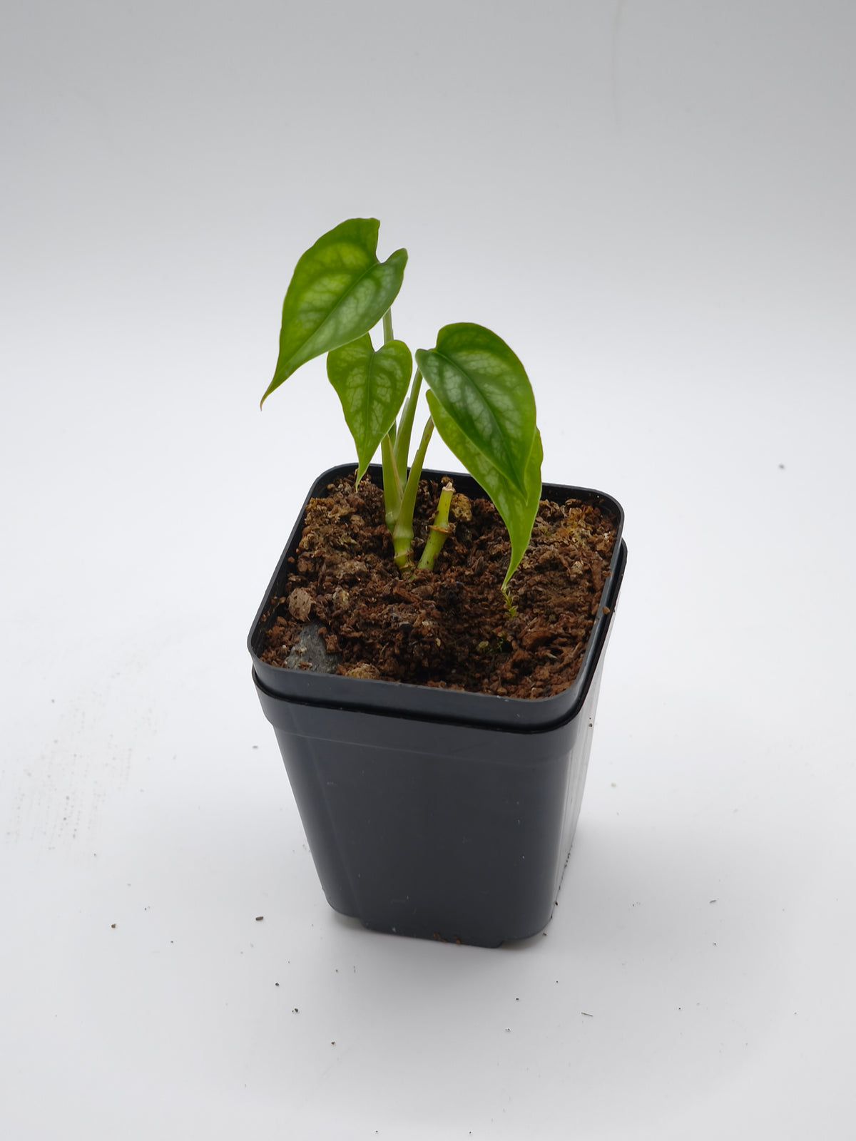 Monstera Siltepecana