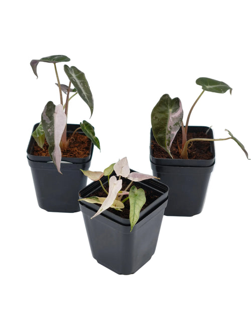 Alocasia Bambino Pink Variegata – kompakte Alocasia mit schmalen Pfeilblättern und zartrosa Panaschierung