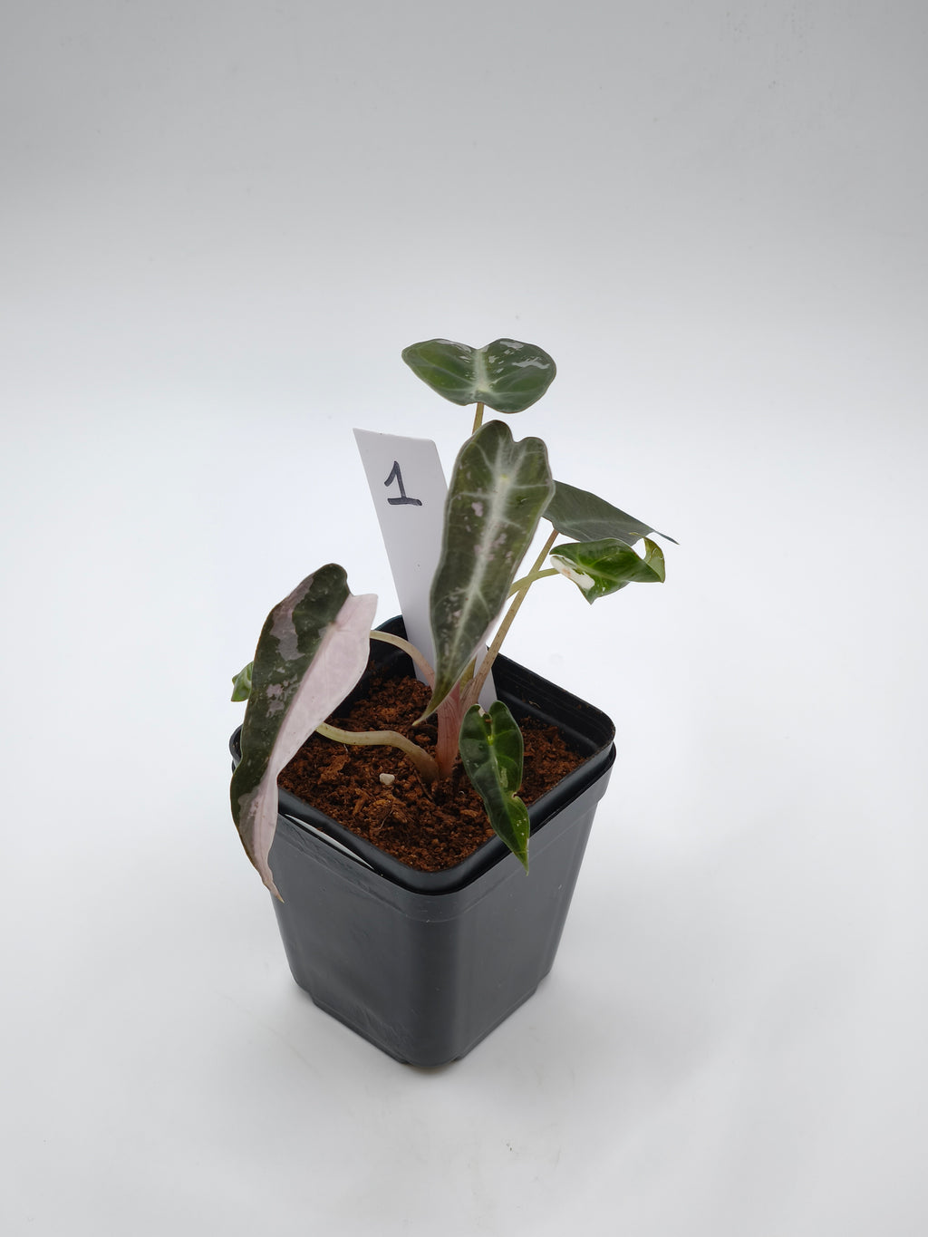 Alocasia Bambino Pink Variegata – kompakte Alocasia mit schmalen Pfeilblättern und zartrosa Panaschierung – Ansicht 2