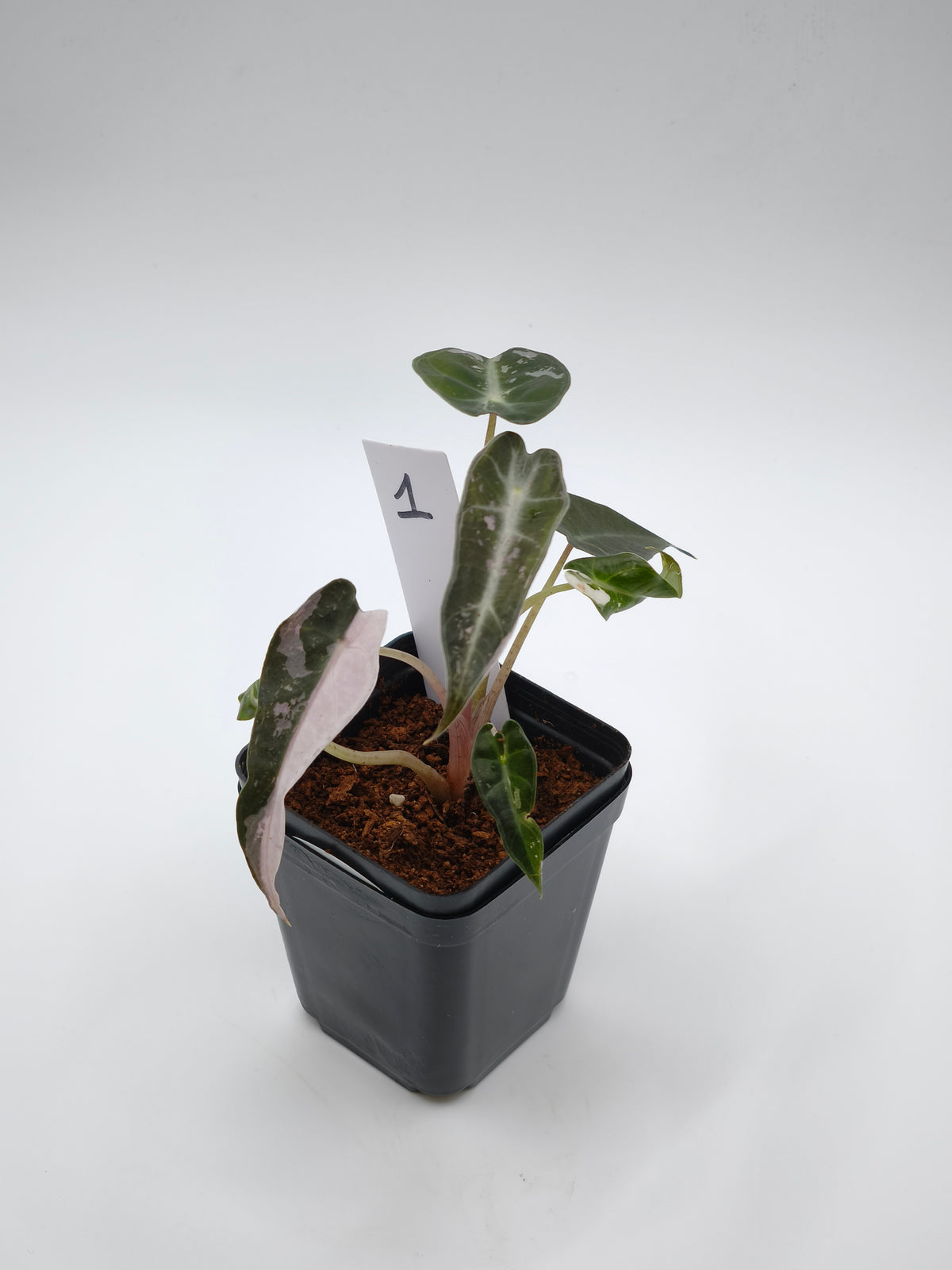 Alocasia Bambino Pink Variegata – kompakte Alocasia mit schmalen Pfeilblättern und zartrosa Panaschierung – Ansicht 2