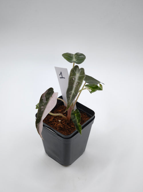 Alocasia Bambino Pink Variegata – kompakte Alocasia mit schmalen Pfeilblättern und zartrosa Panaschierung – Ansicht 2