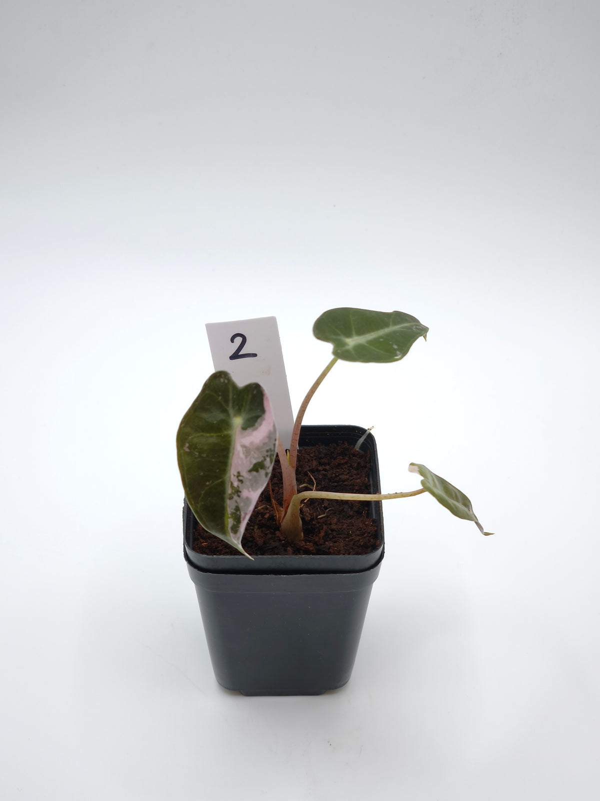 Alocasia Bambino Pink Variegata – kompakte Alocasia mit schmalen Pfeilblättern und zartrosa Panaschierung – Ansicht 3