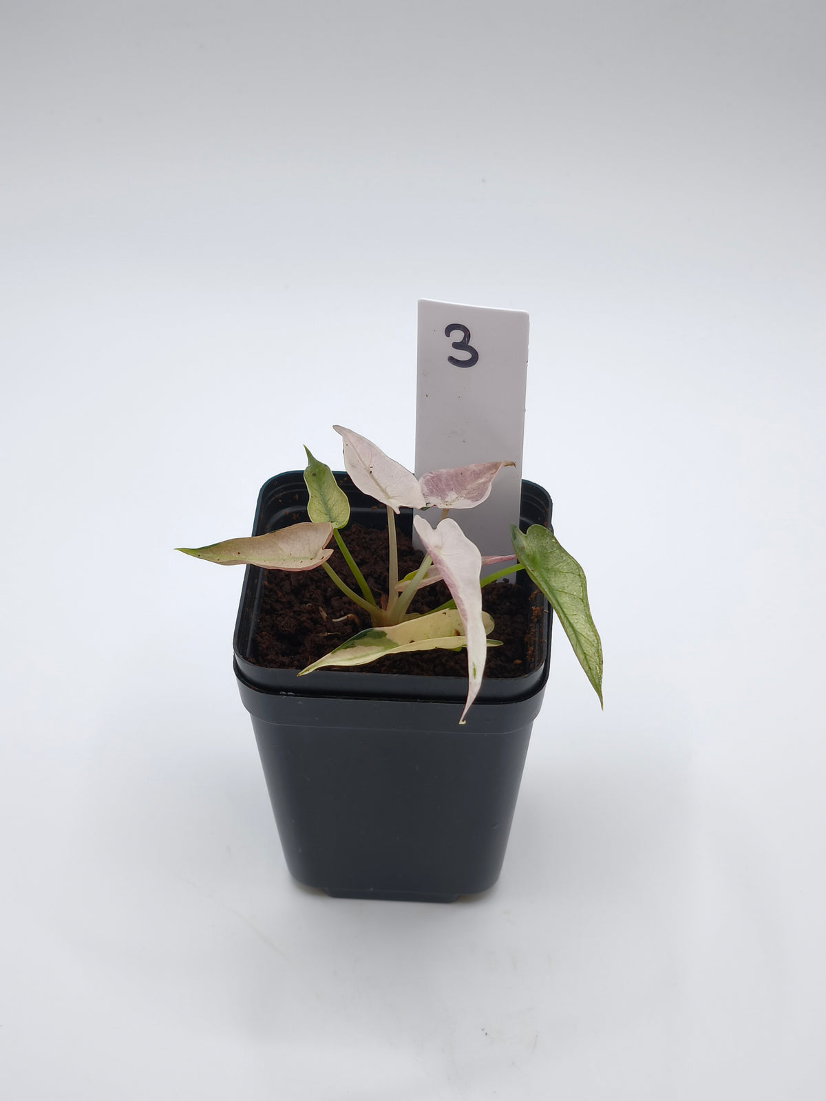 Alocasia Bambino Pink Variegata – kompakte Alocasia mit schmalen Pfeilblättern und zartrosa Panaschierung – Ansicht 4