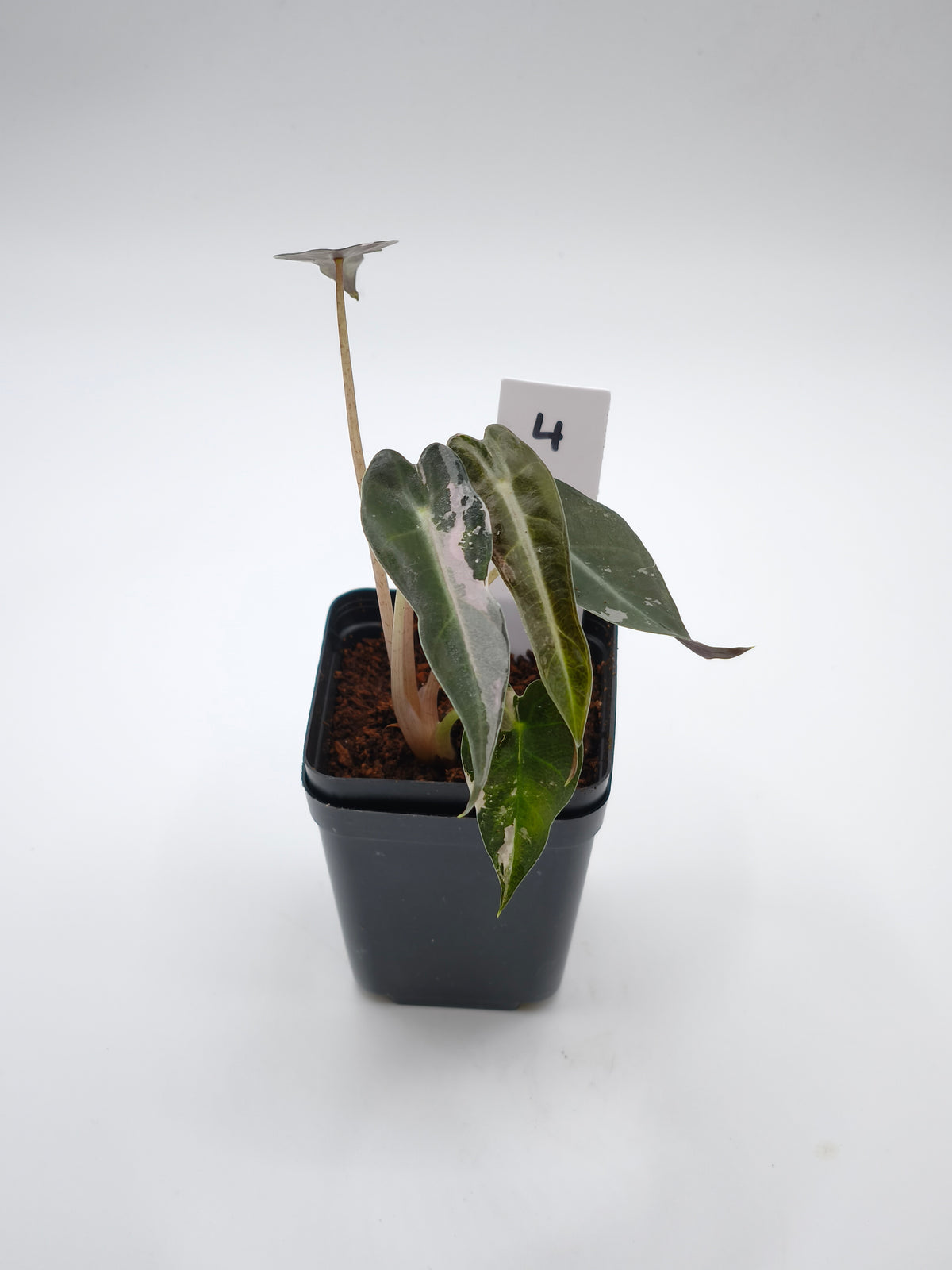 Alocasia Bambino Pink Variegata – kompakte Alocasia mit schmalen Pfeilblättern und zartrosa Panaschierung – Ansicht 5