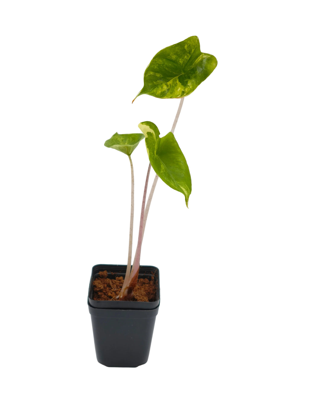 Alocasia Stingray Aurea Variegata – rochenförmige Blätter mit goldgelber Panaschierung