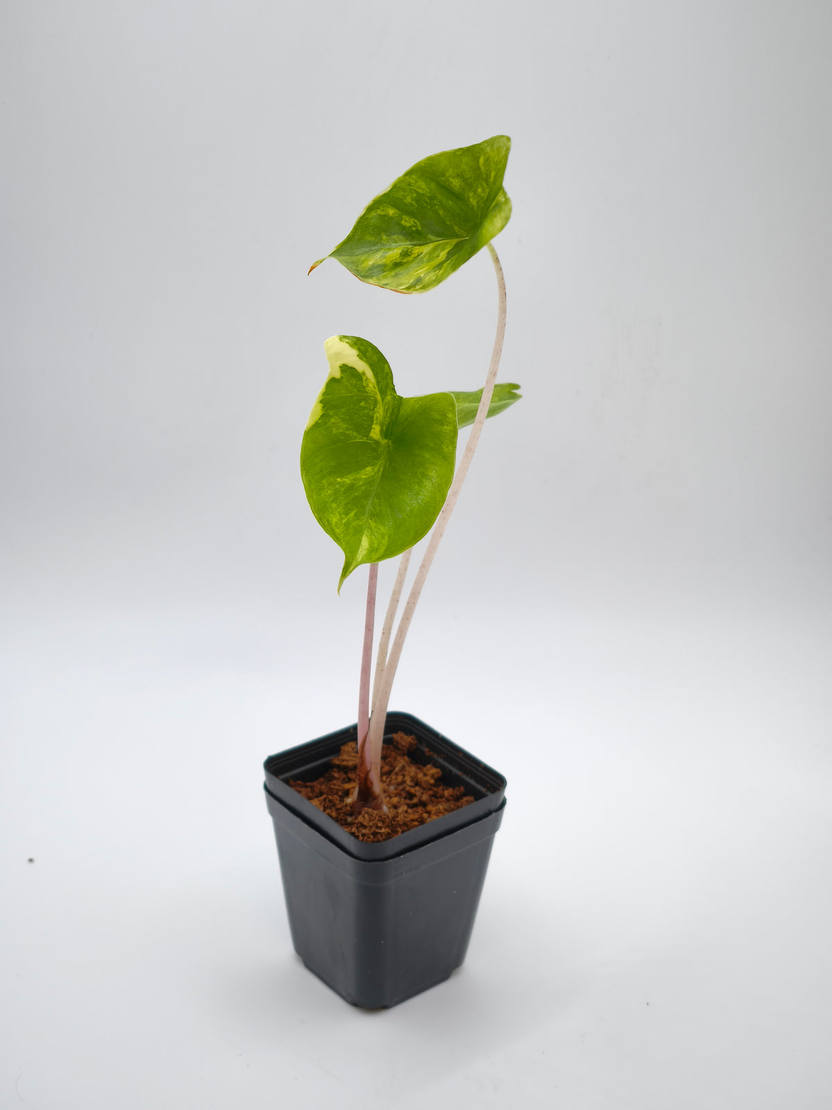Alocasia Stingray Aurea Variegata – rochenförmige Blätter mit goldgelber Panaschierung – Ansicht 2
